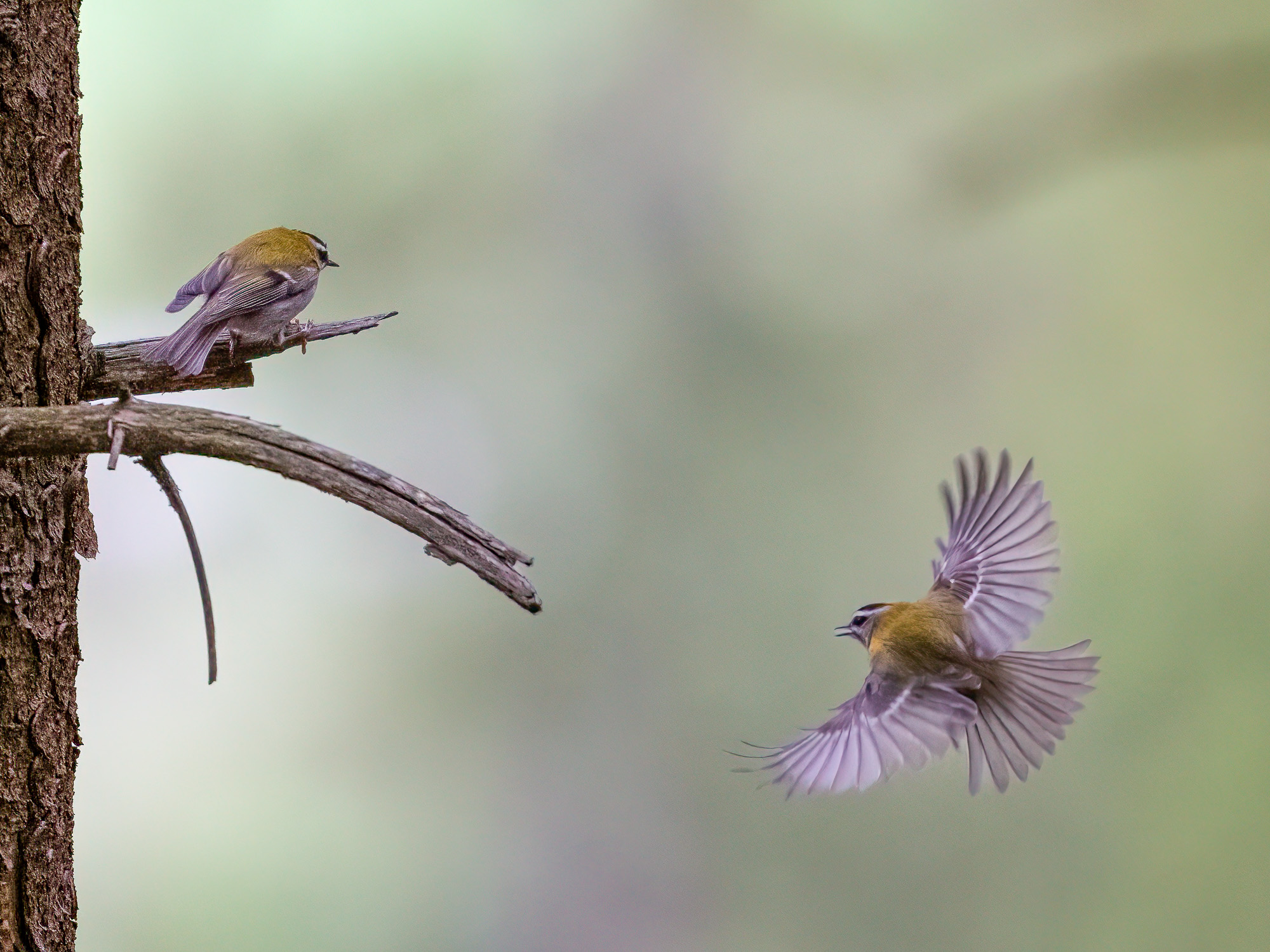 Sommergoldhähnchen im Flug