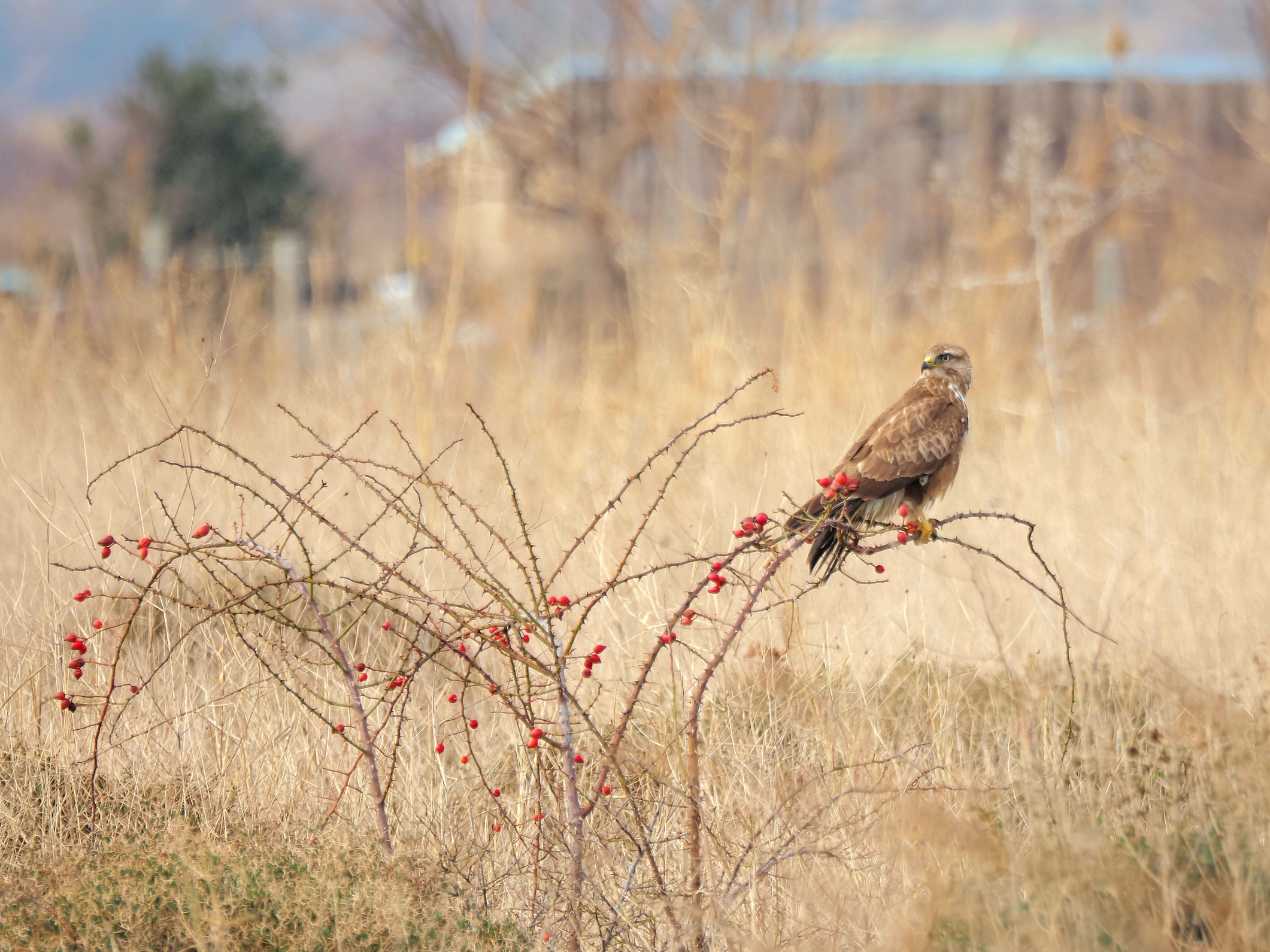 Adlerbussard auf Hagebutte