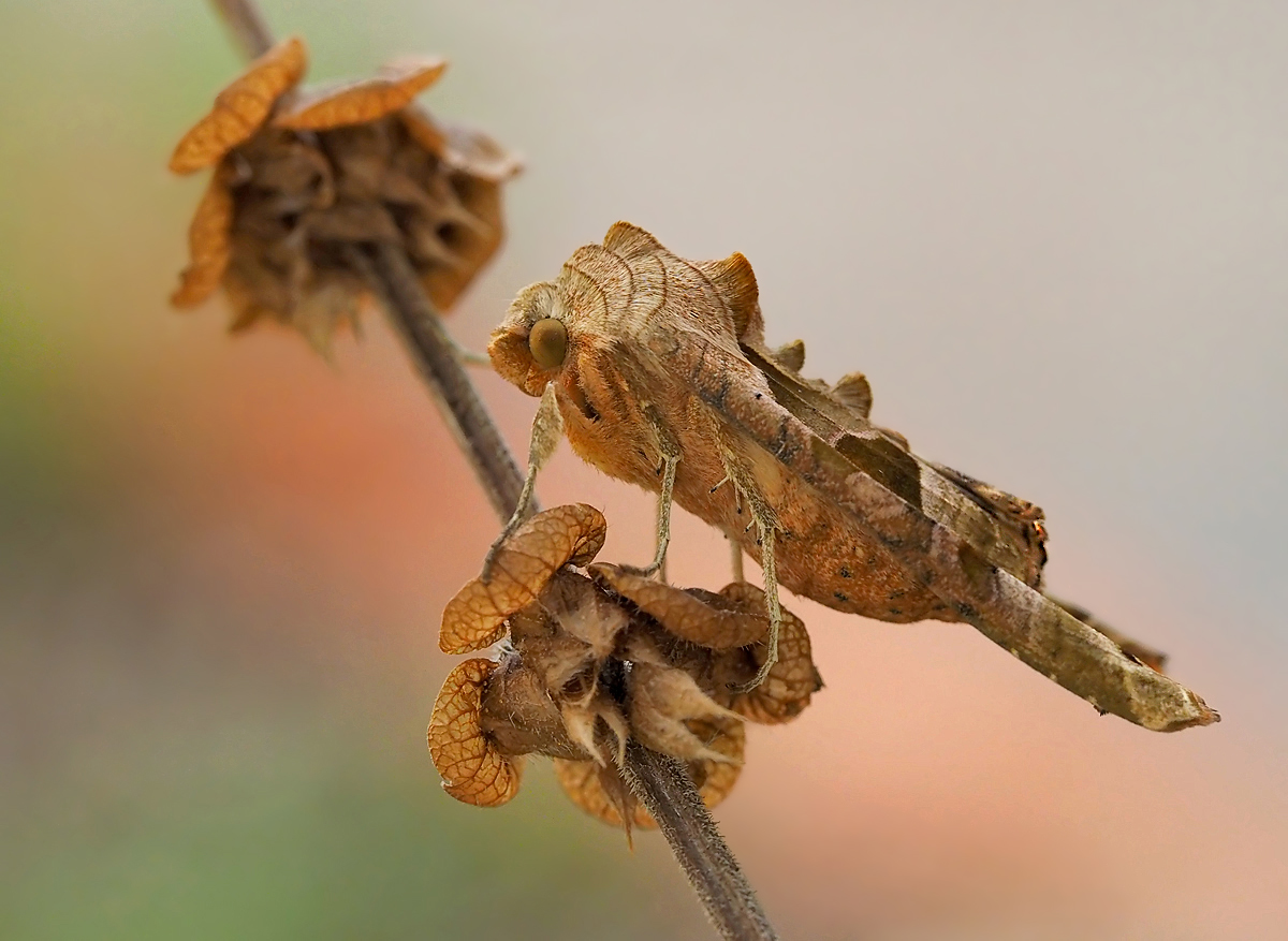 Achateule (Phlogophora meticulosa) 