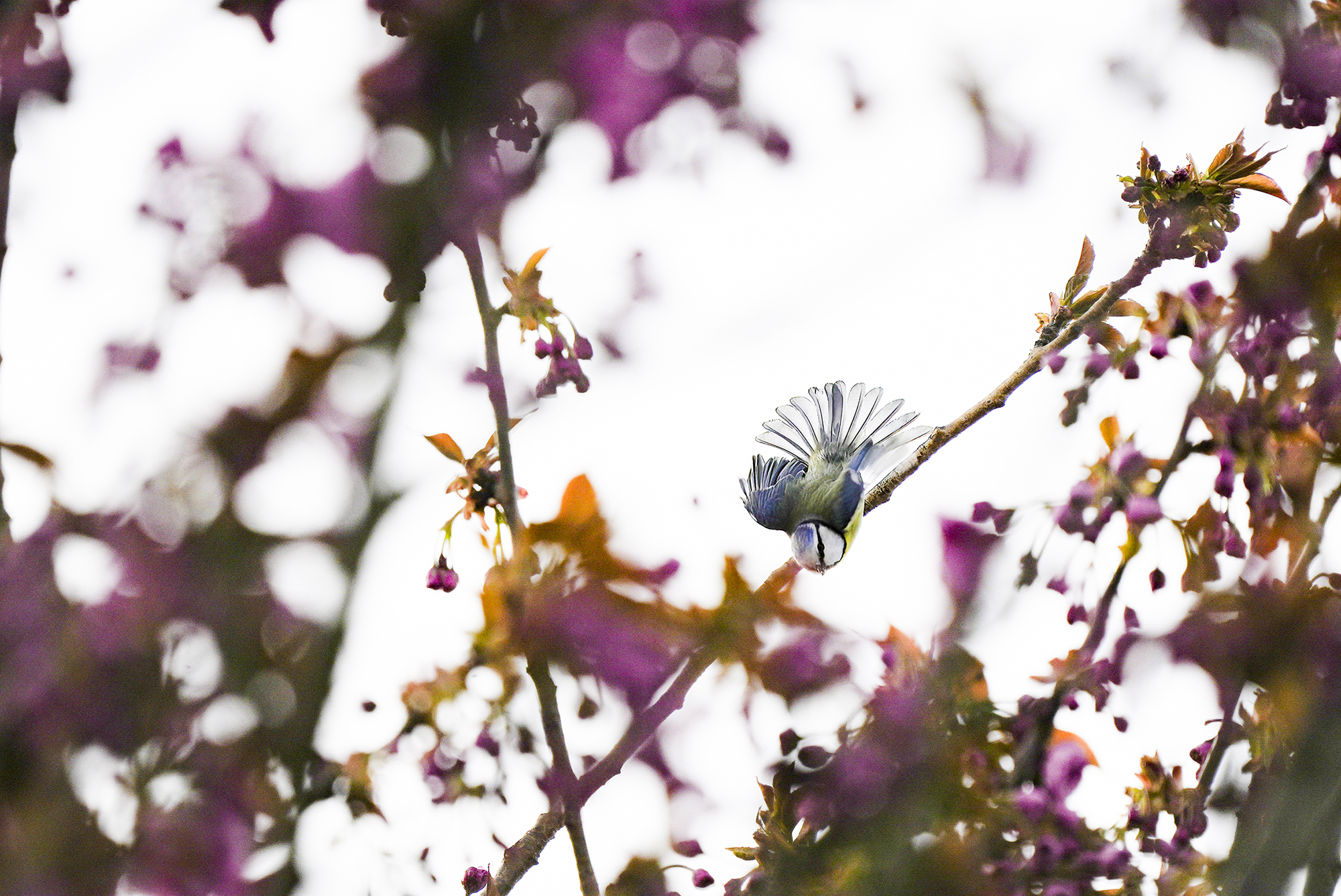 Blaumeise im Abflug