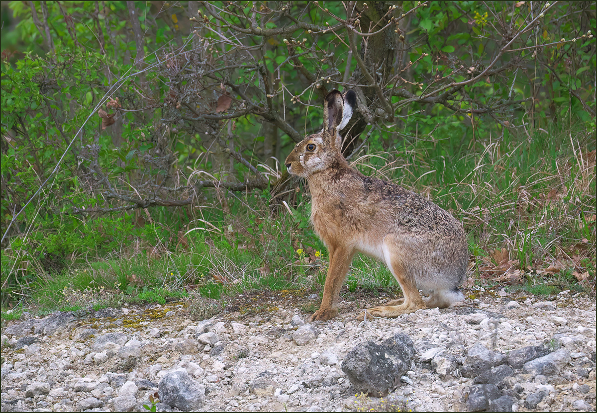 *verspäteter Osterhase*