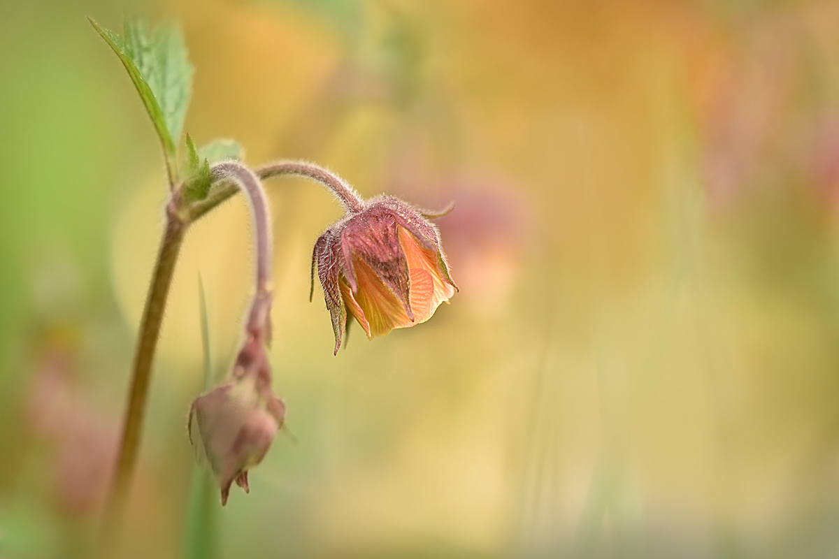 Geum rivale