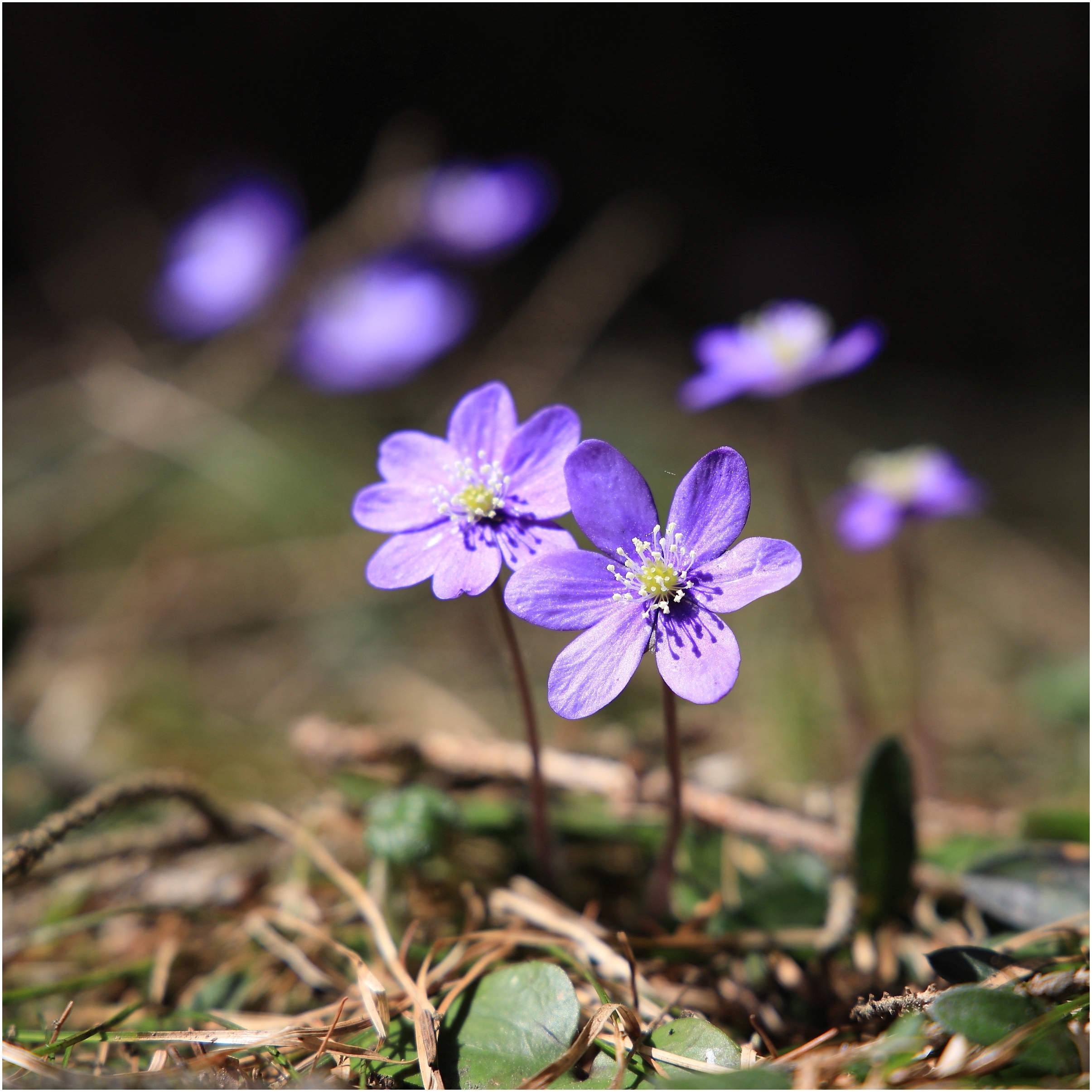 Leberblümchen