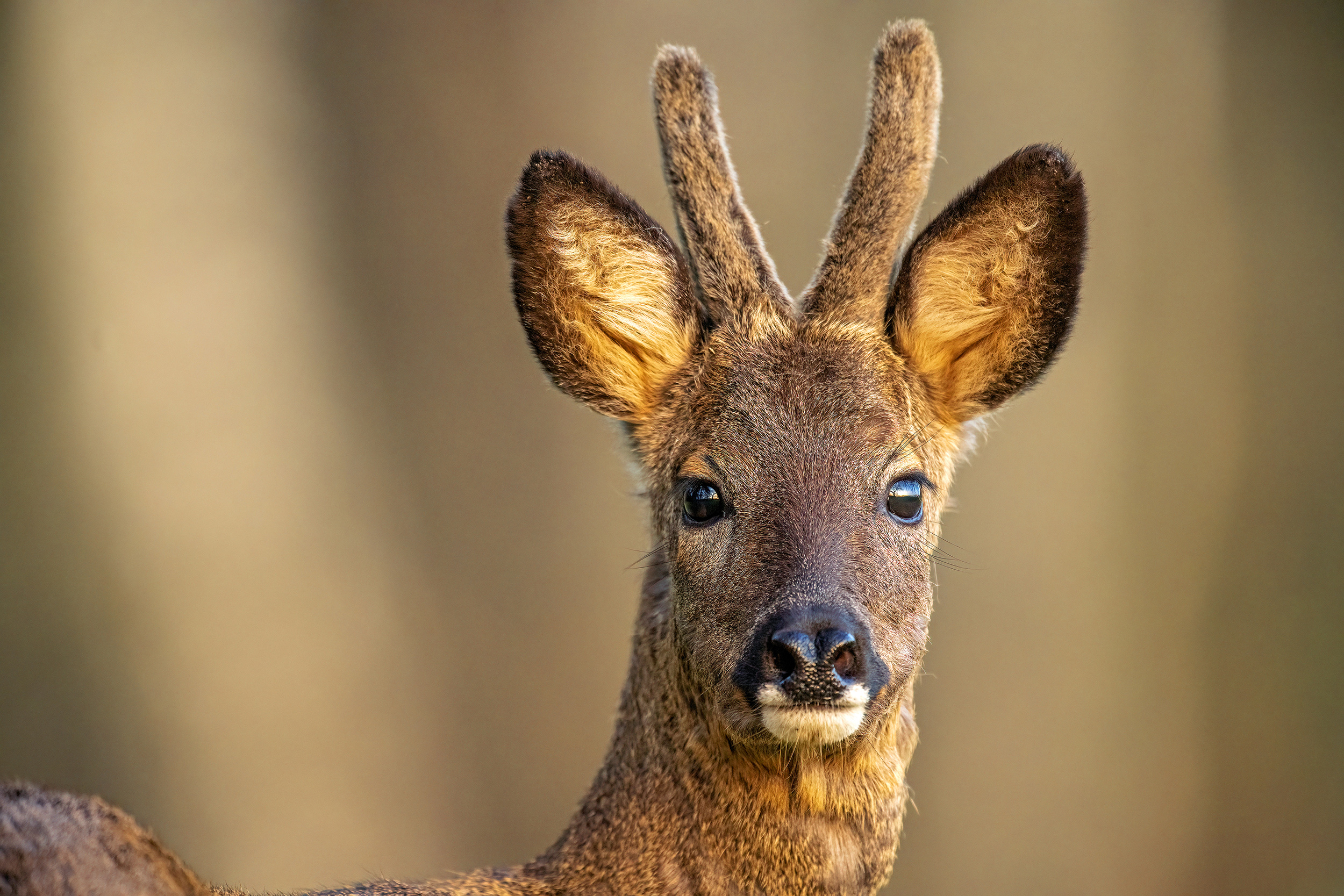 Bastbock
