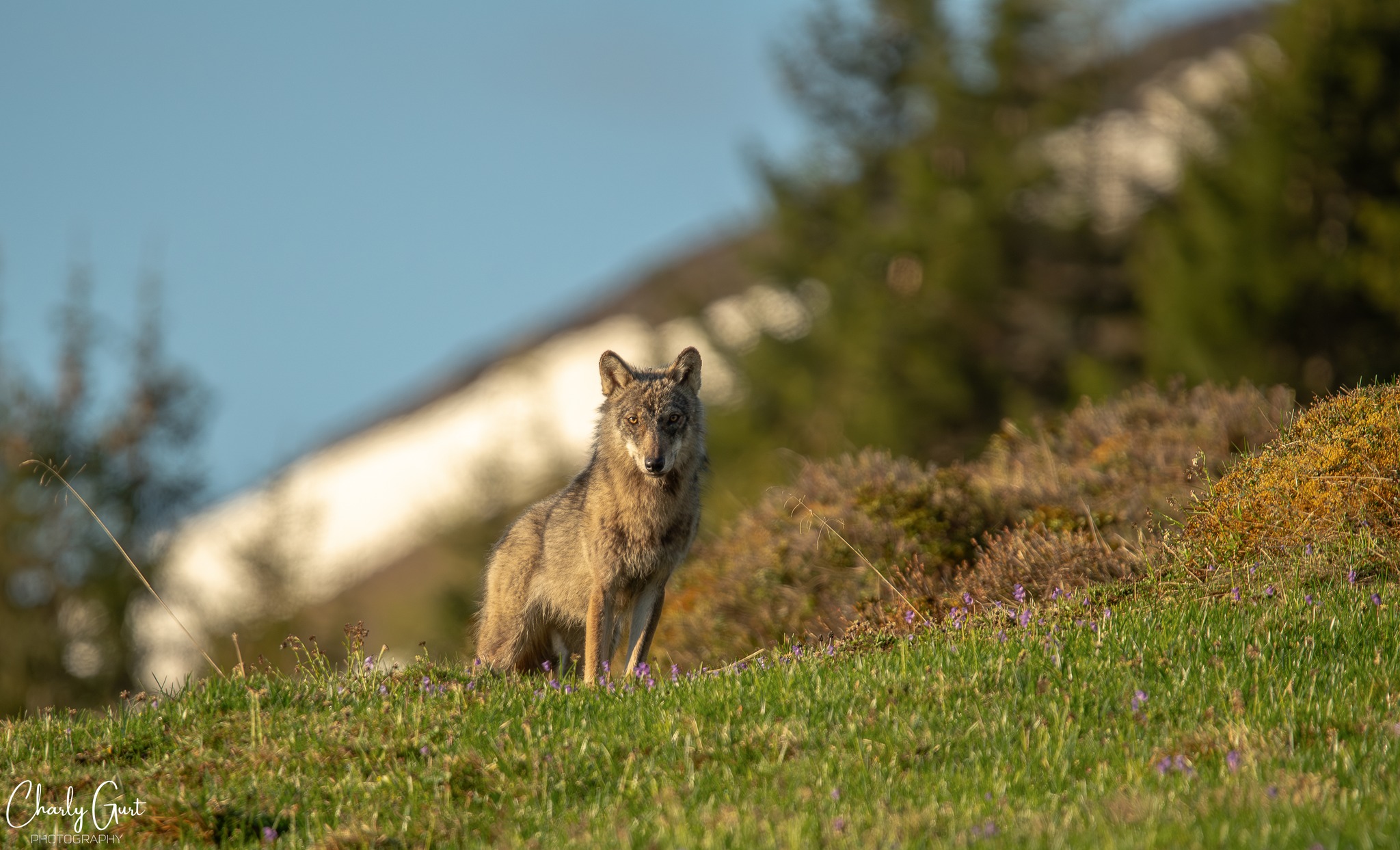 Mein erster Wolf