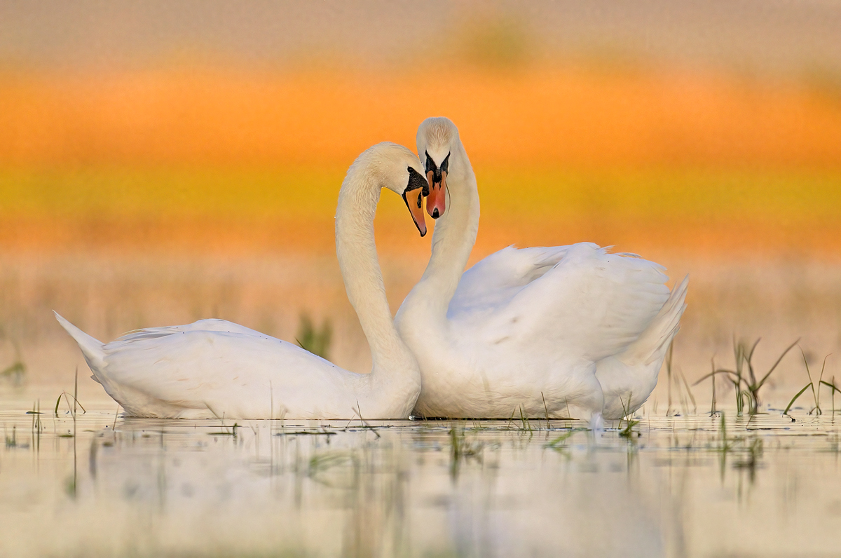 Liebe ist...