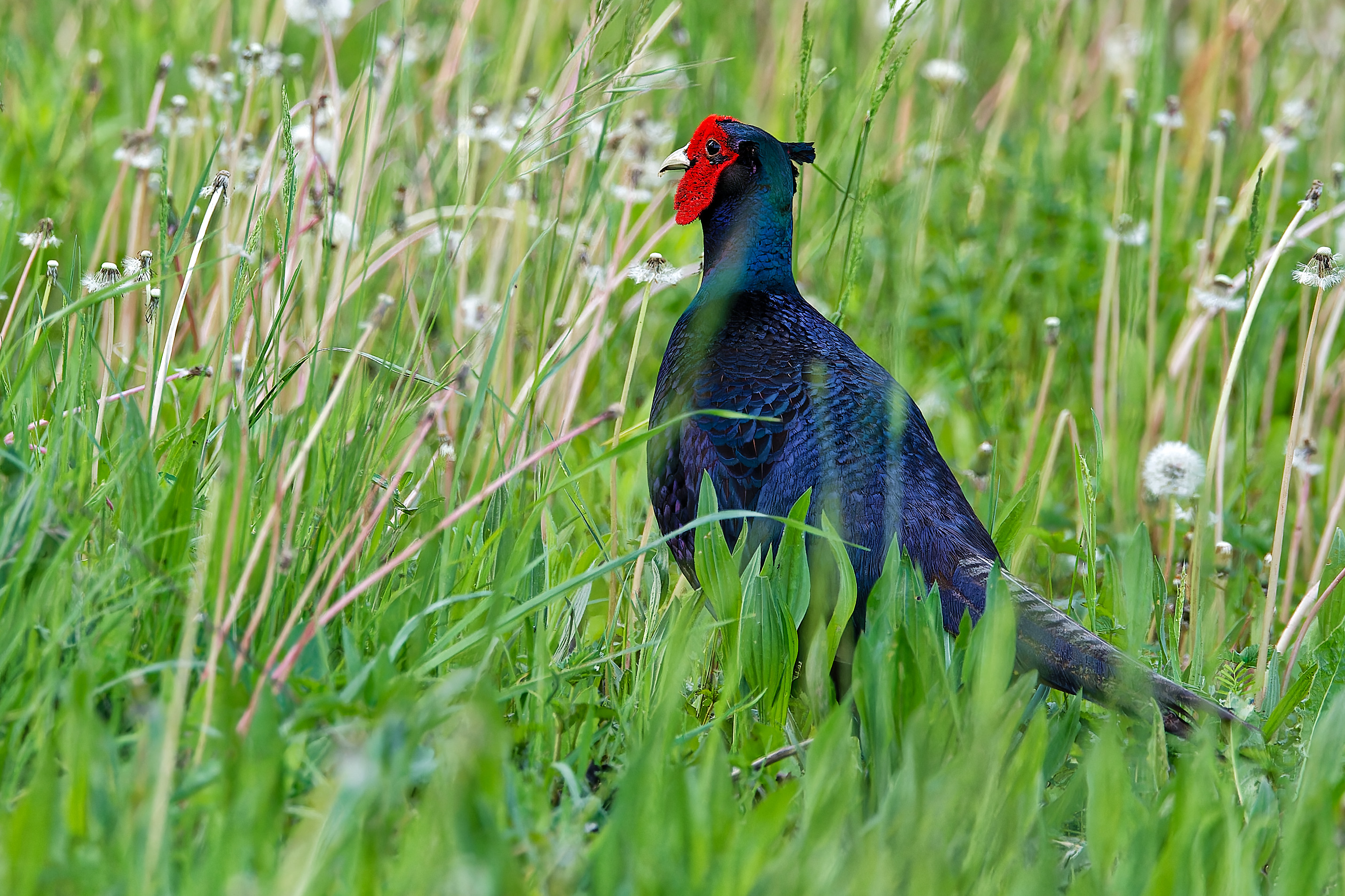 Blauschwarzer Fasan