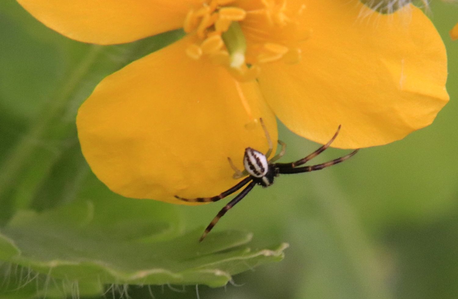 Labyrinthspinne auf Schöllkrautblüte