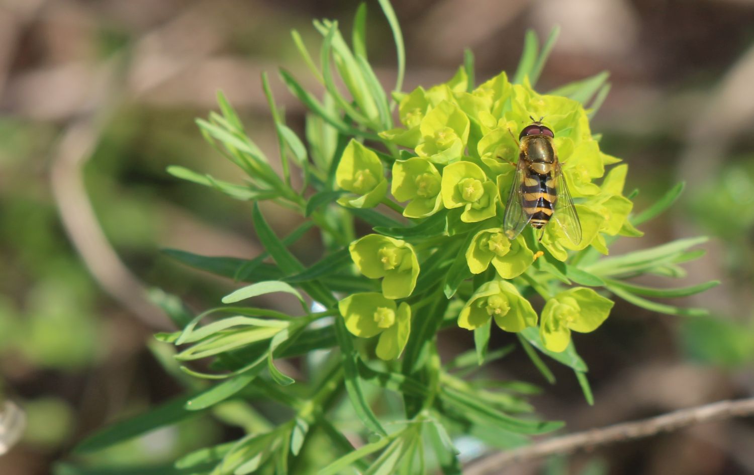 Kleine Schwebfliege auf Wolfsmilch