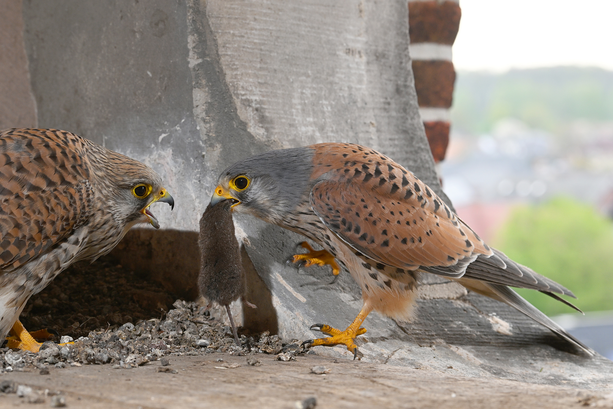Futterübergabe bei den Turmfalken
