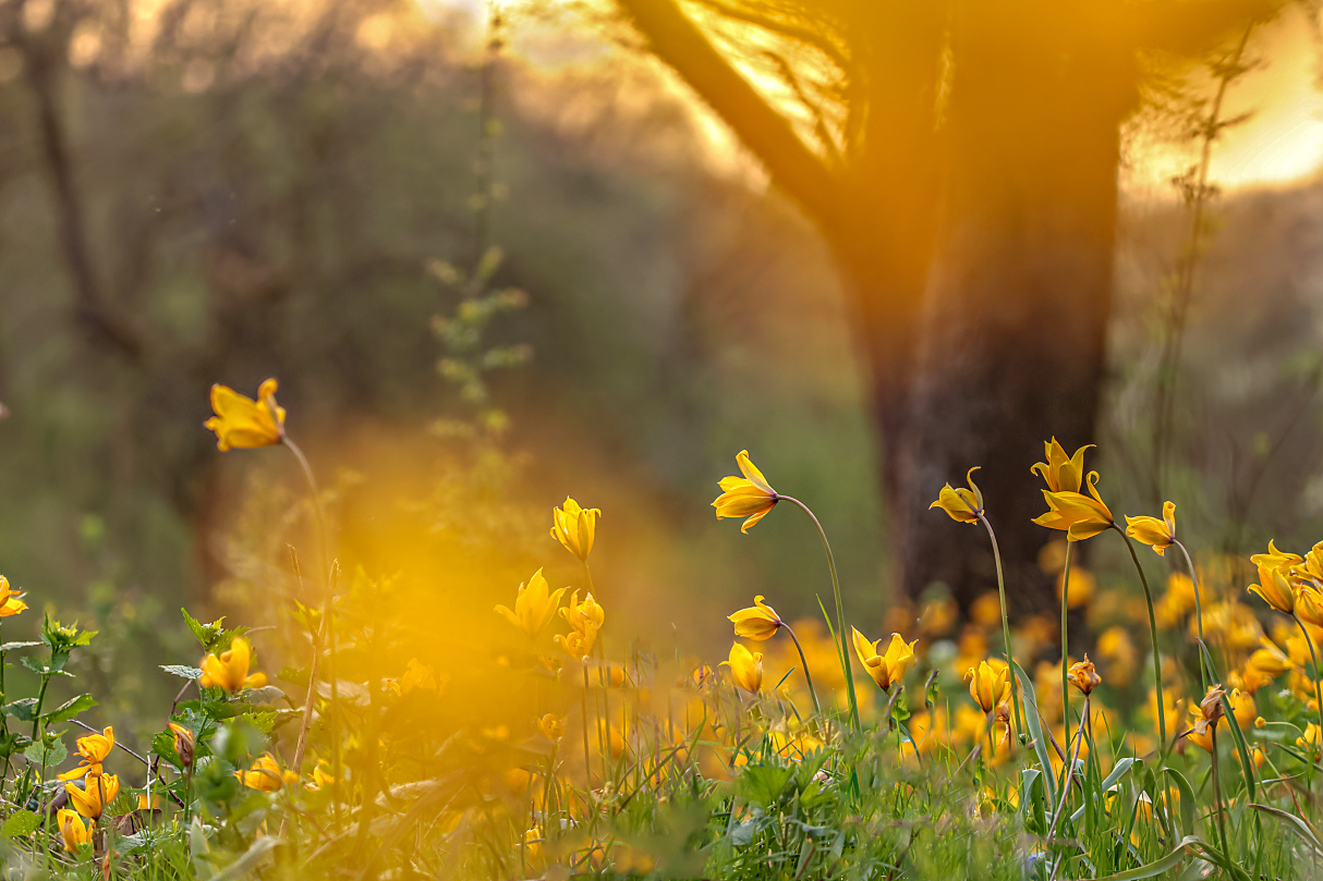 Durch die Tulpen auf die Tulpen