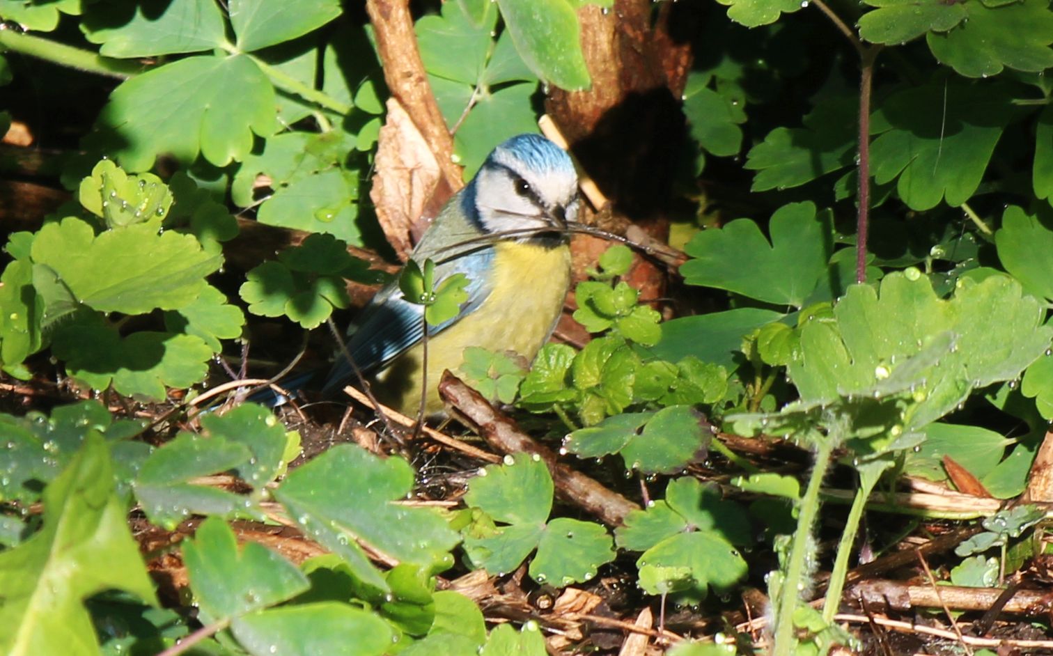 Blaumeise sammelt Nistmaterial