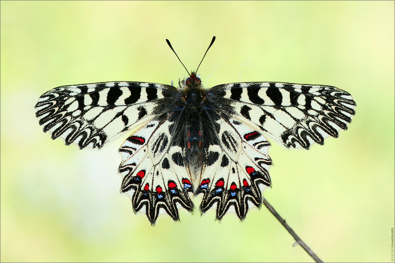Osterluzeifalter