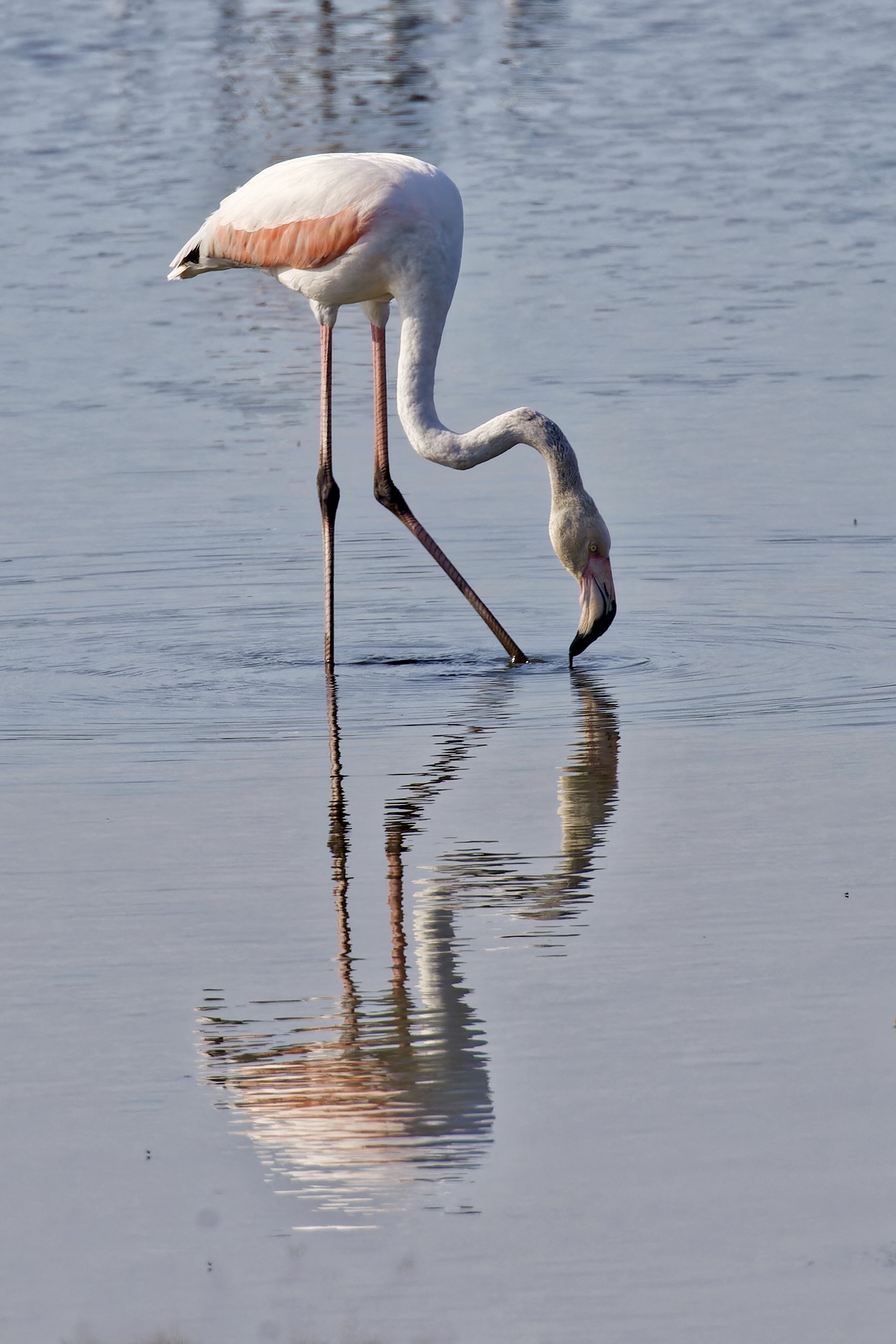 Spiegelbild
