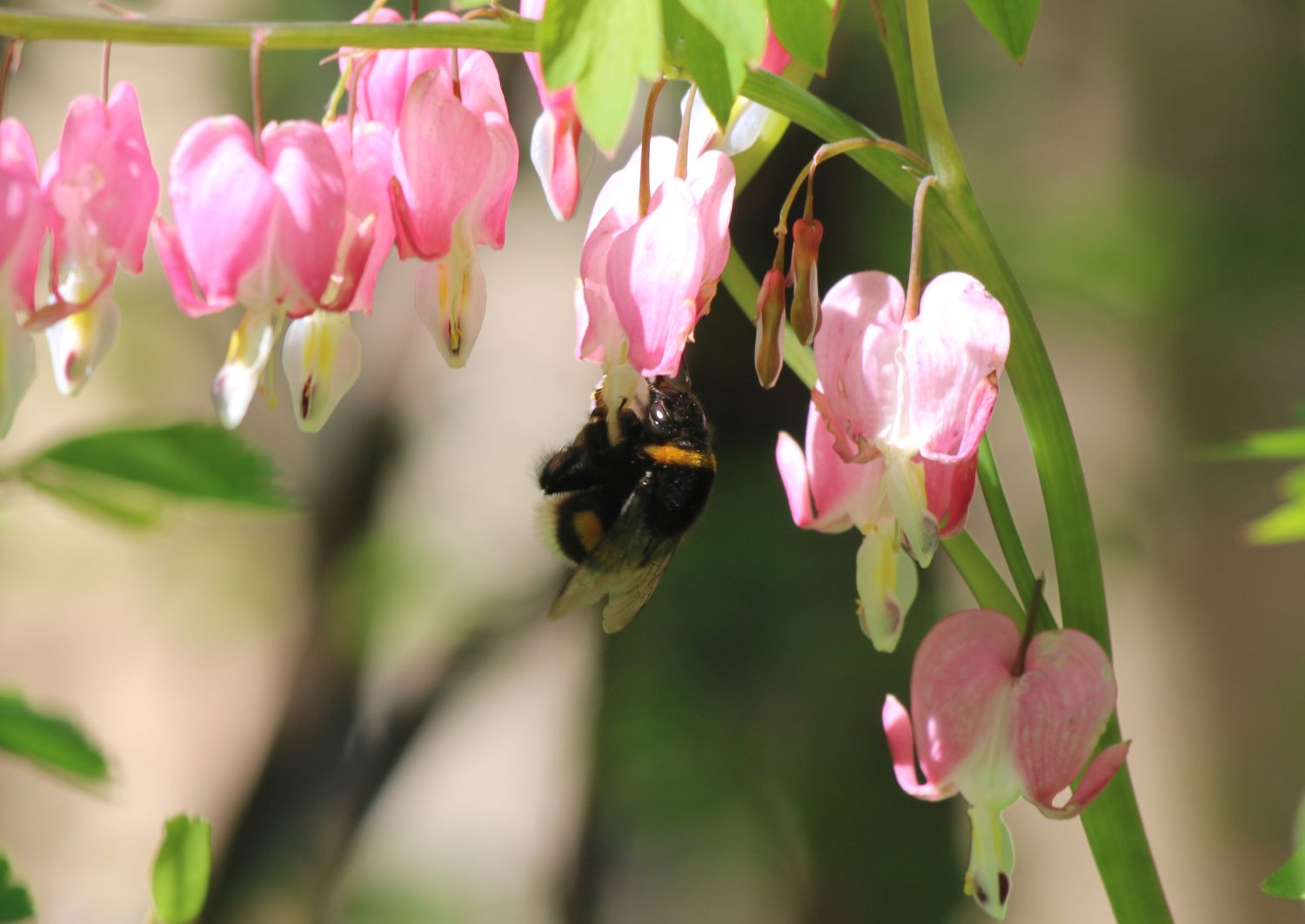 Die Hummel muss nicht weinen