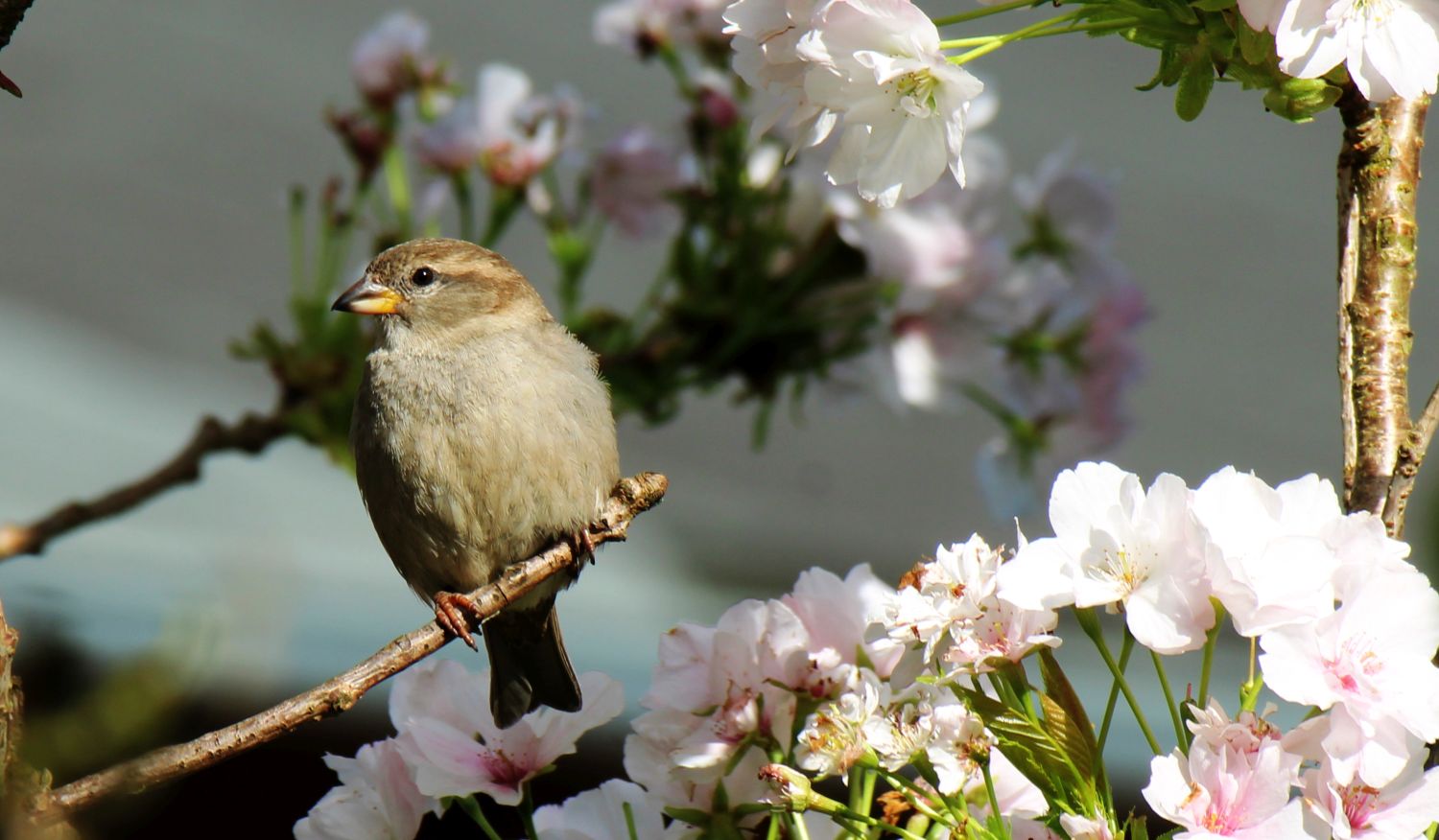 Spatz im Blütenmeer