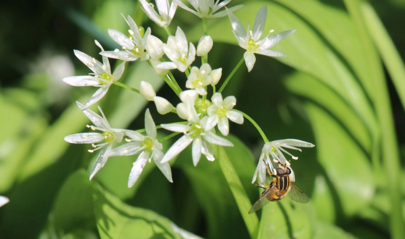 Bärlauchblüte hat Besuch