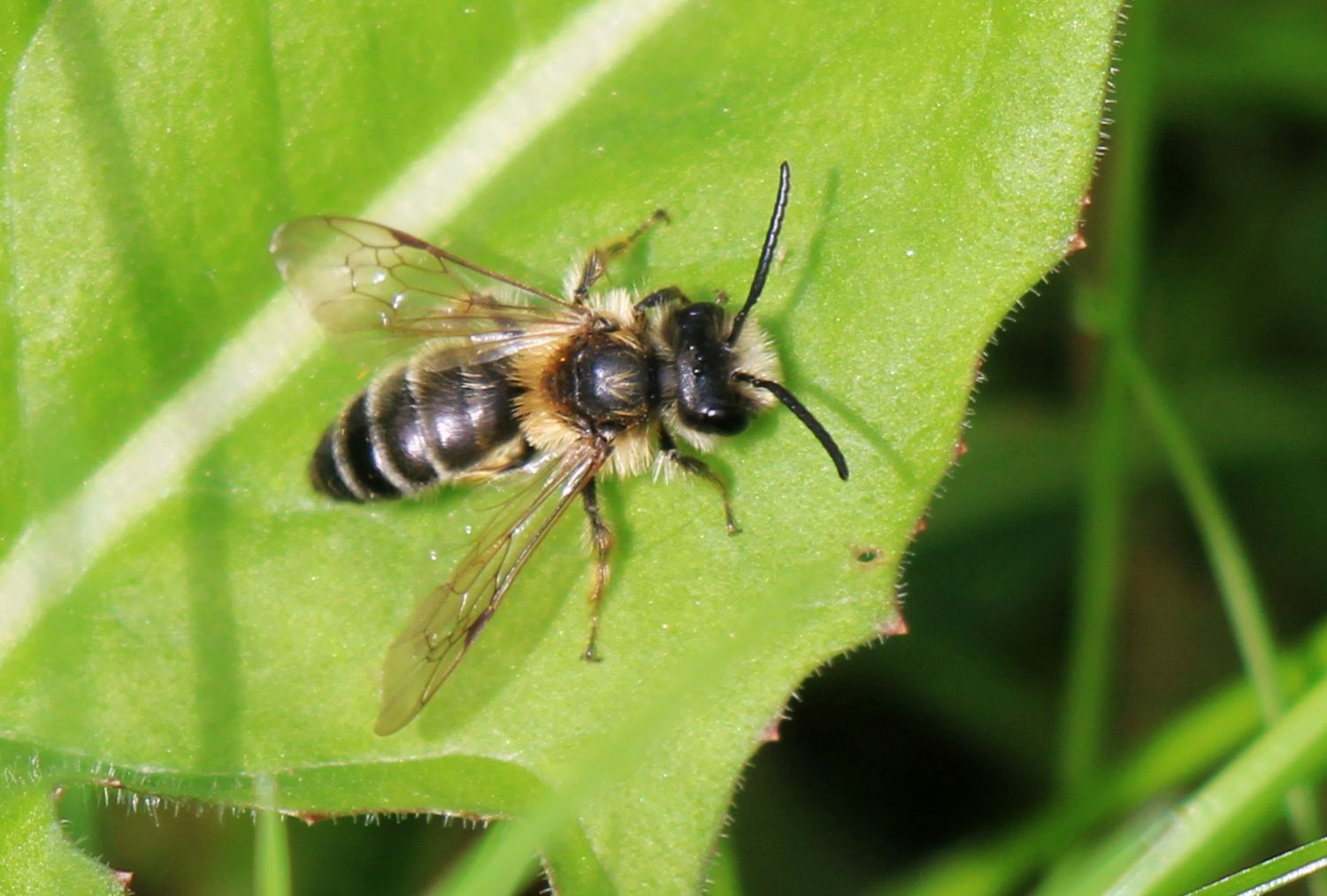 Wildbiene bei kühlen Temperaturen