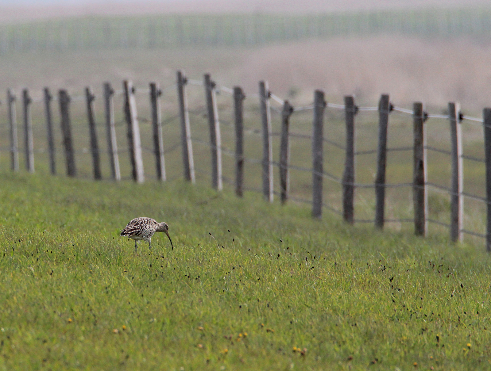 Großer Brachvogel