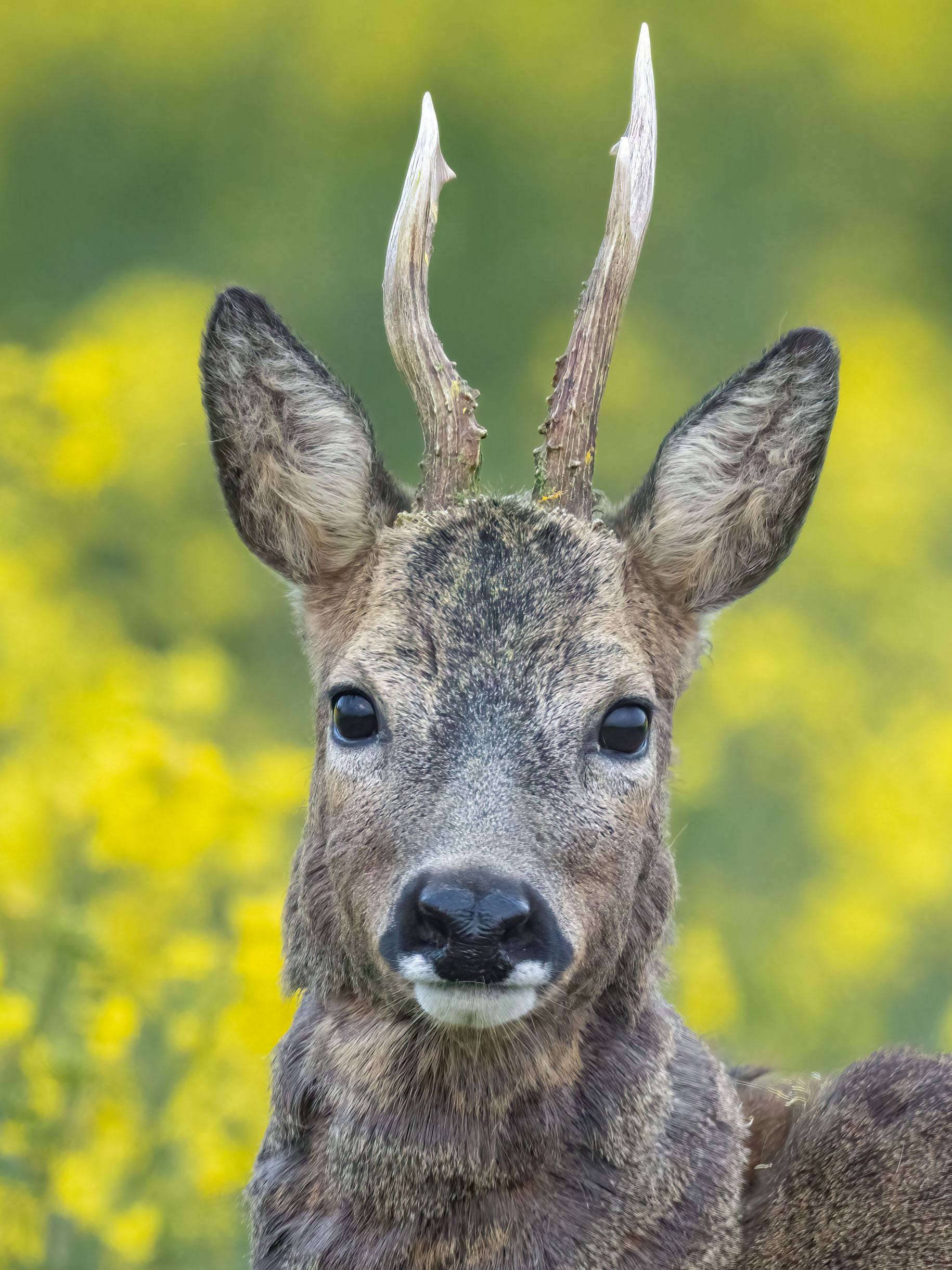 Bock im Raps