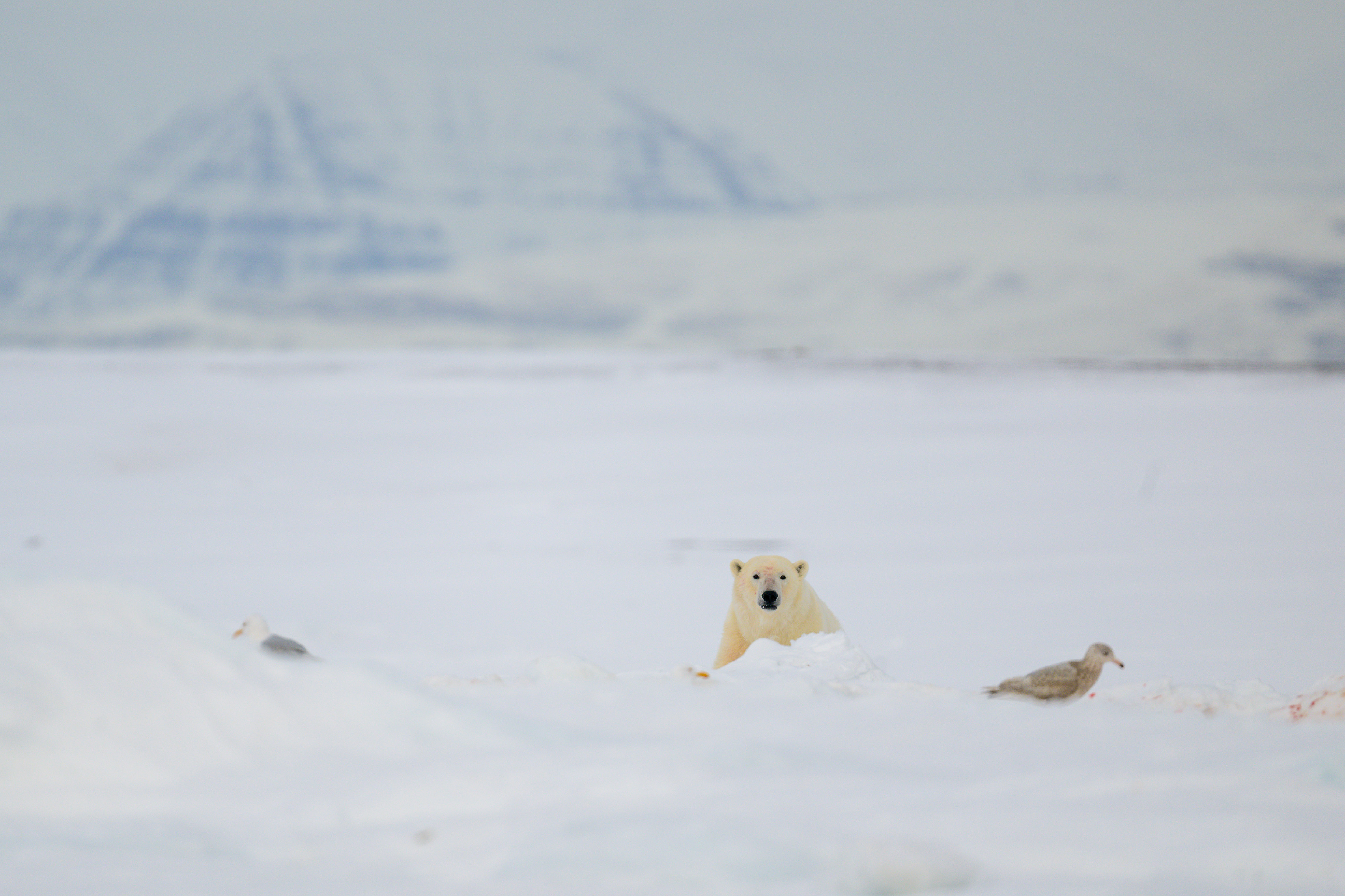 Eisbär am Riss