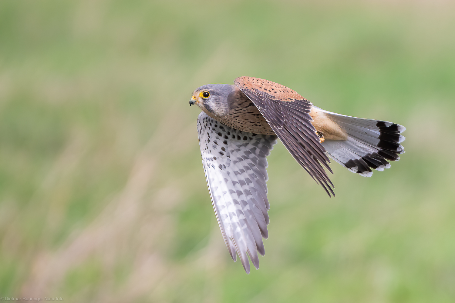 Turmfalke