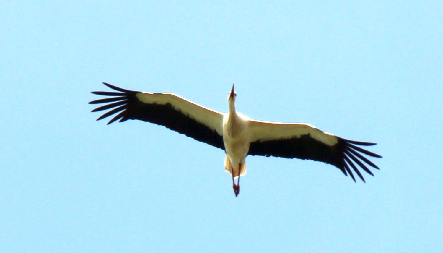 Fliegender Storch