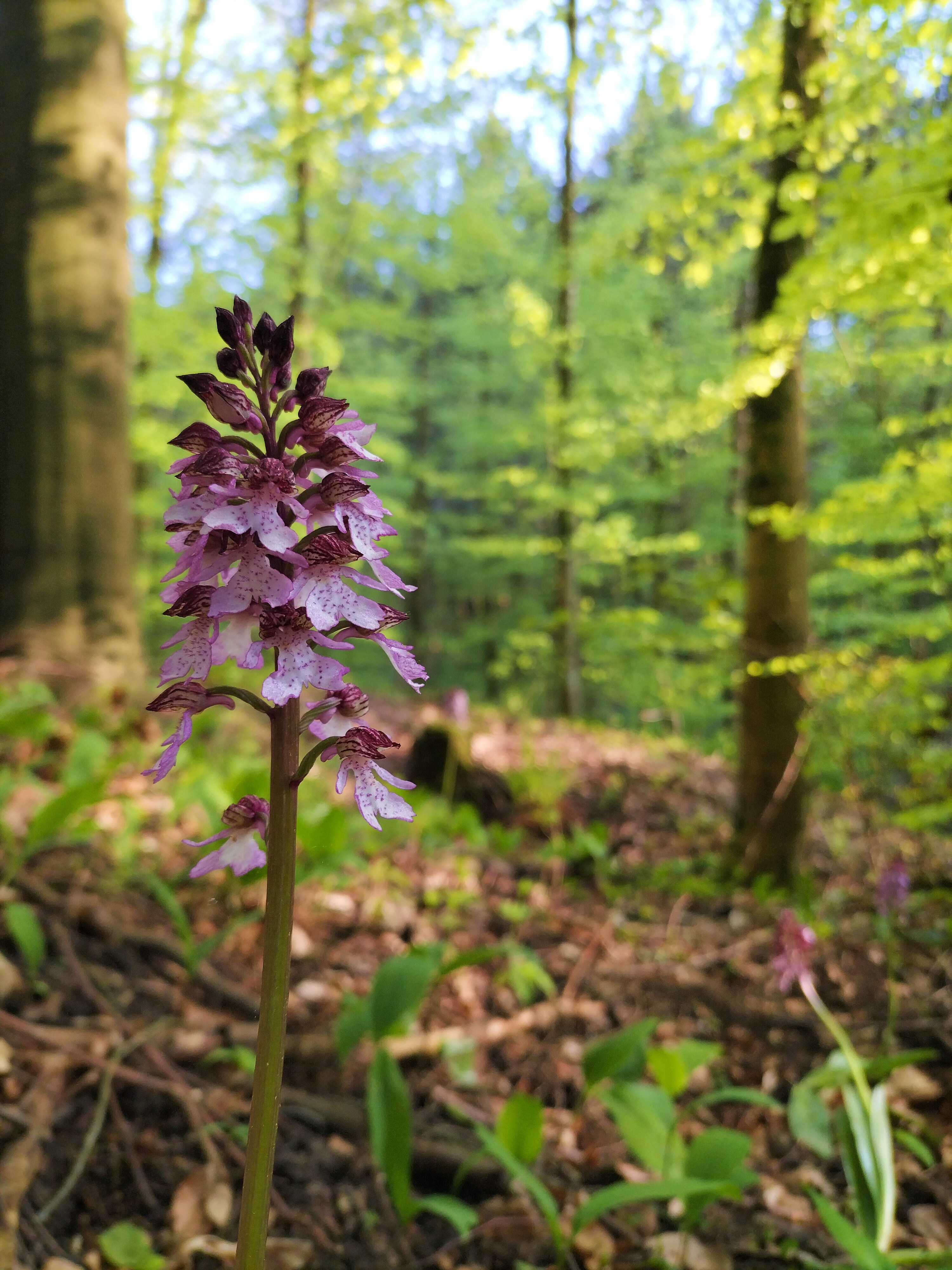 Für Charlie (Purpurea-Wald 2024 #2)