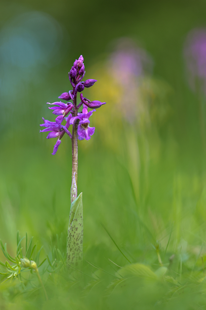 Orchidee vor Himmelschlüsselchen