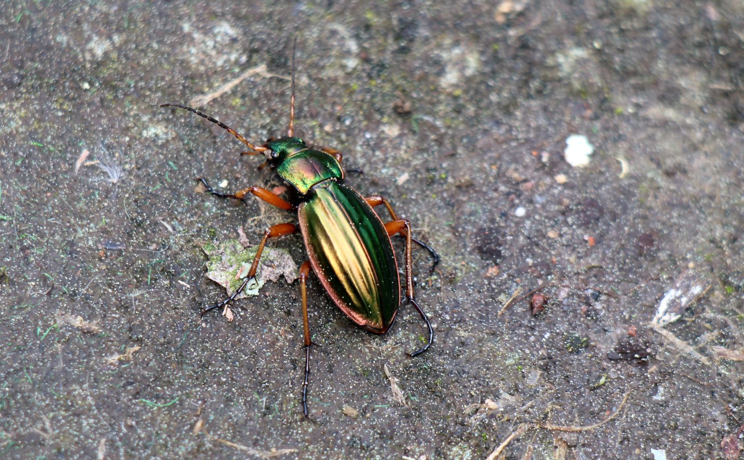 Goldglänzender Laufkäfer