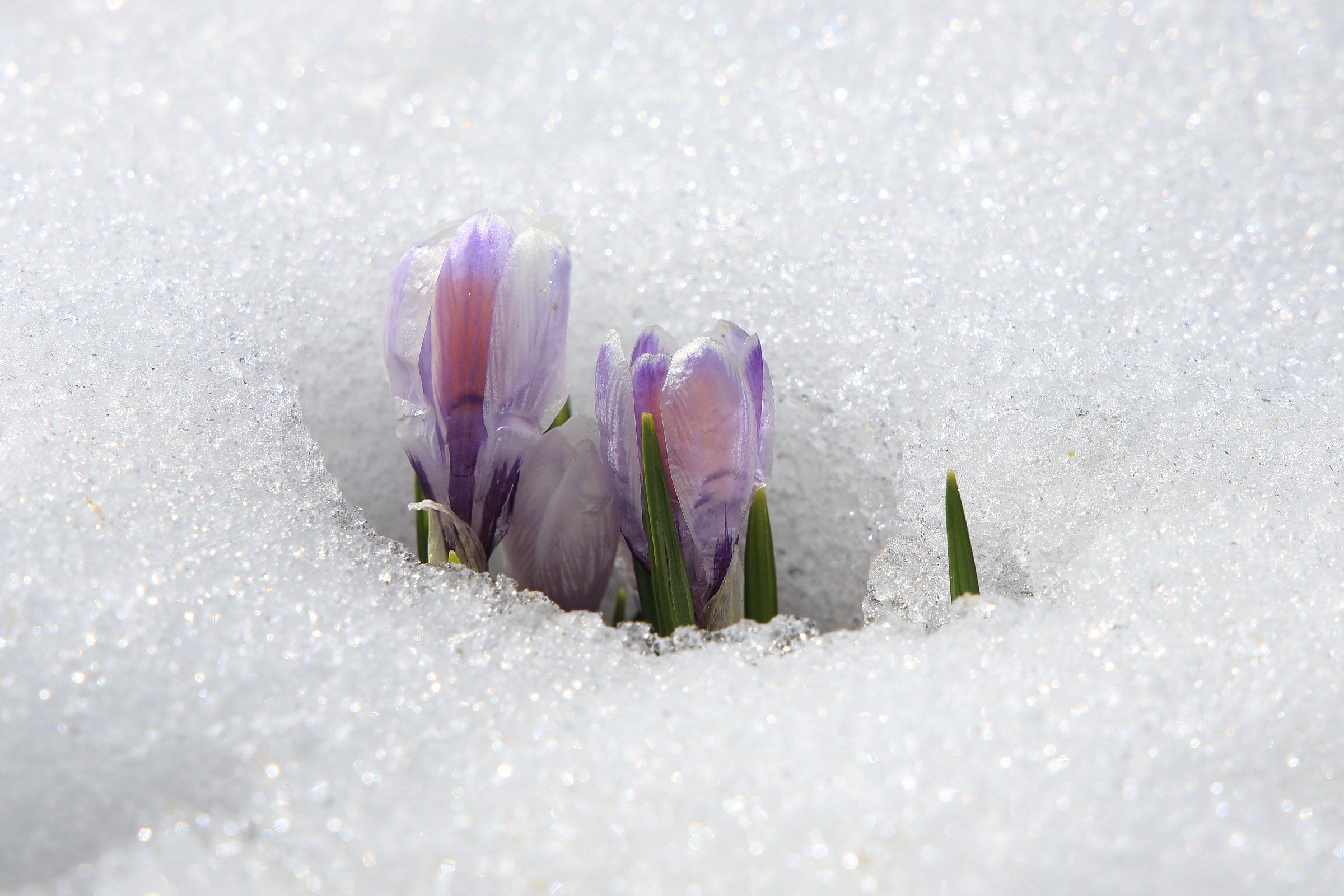 Bergfrühling