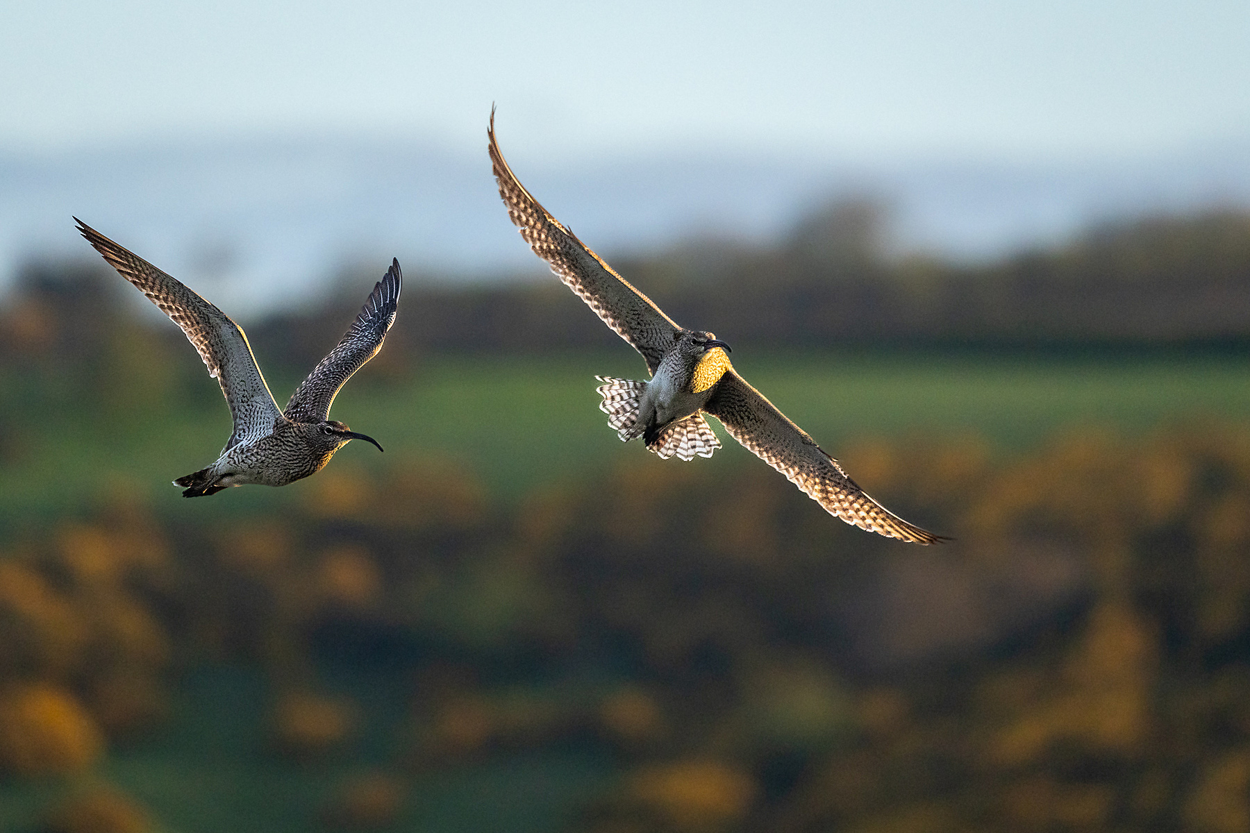 Großer Brachvogel im Doppelpack