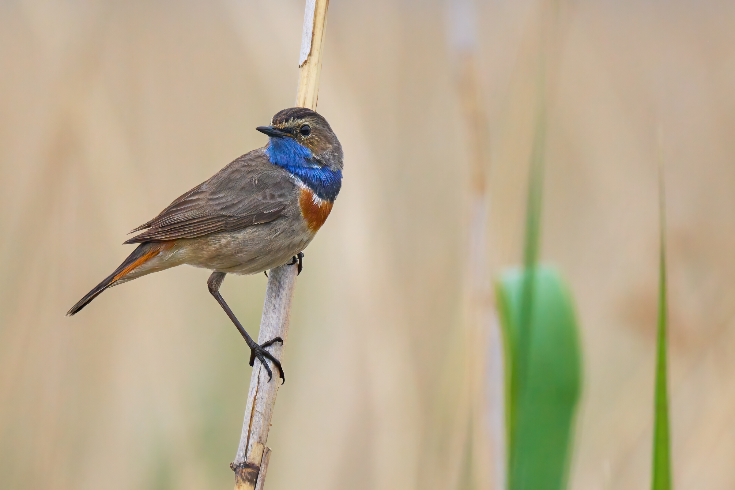 Blaukehlchen