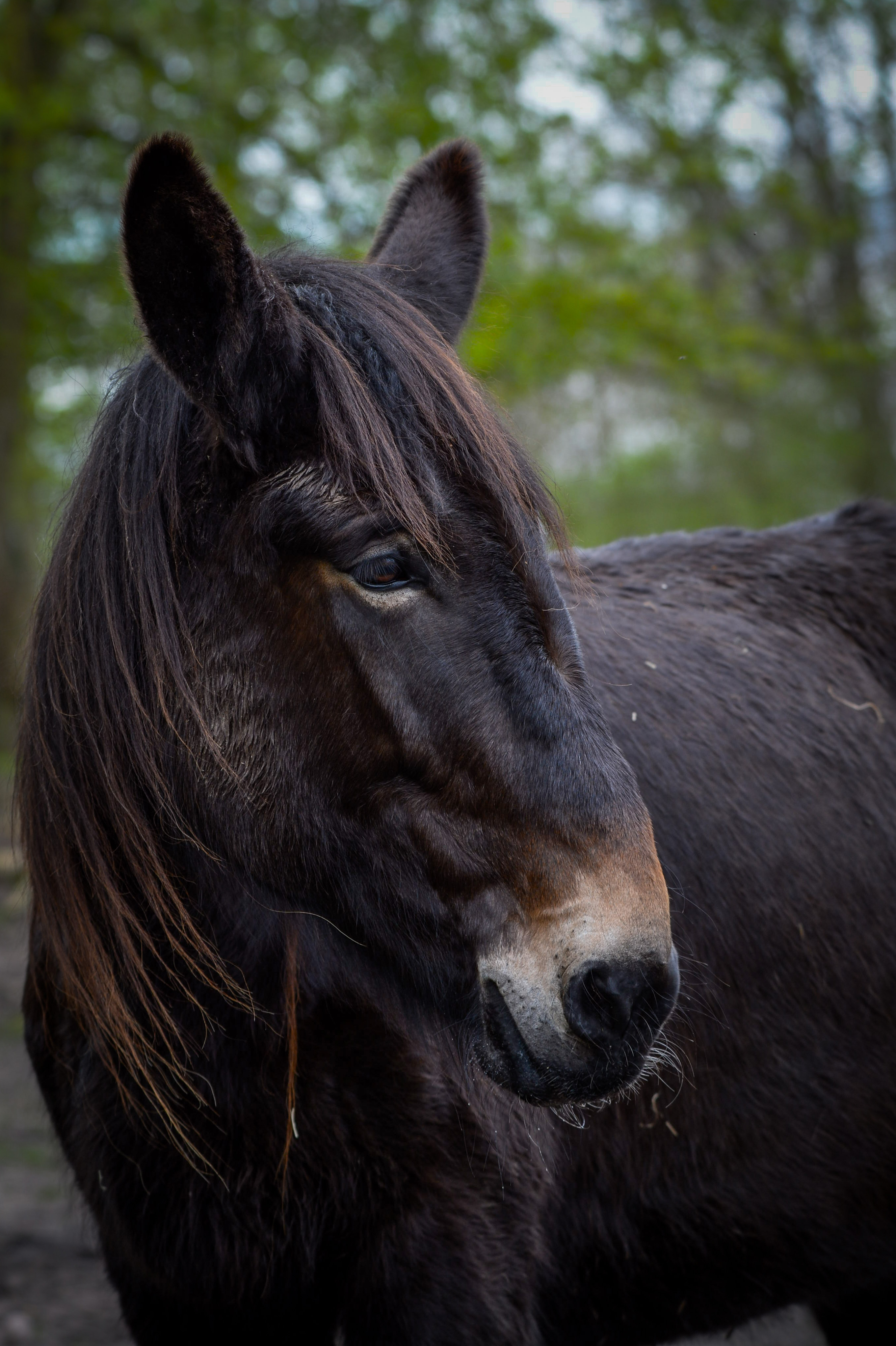 black beauty