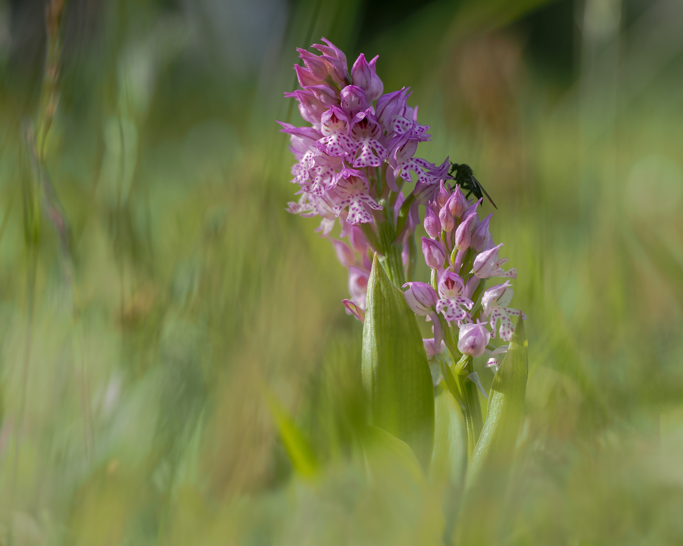 Dreizähniges Knabenkraut  ( Neotinea tridentata ) mit Tanzfliege