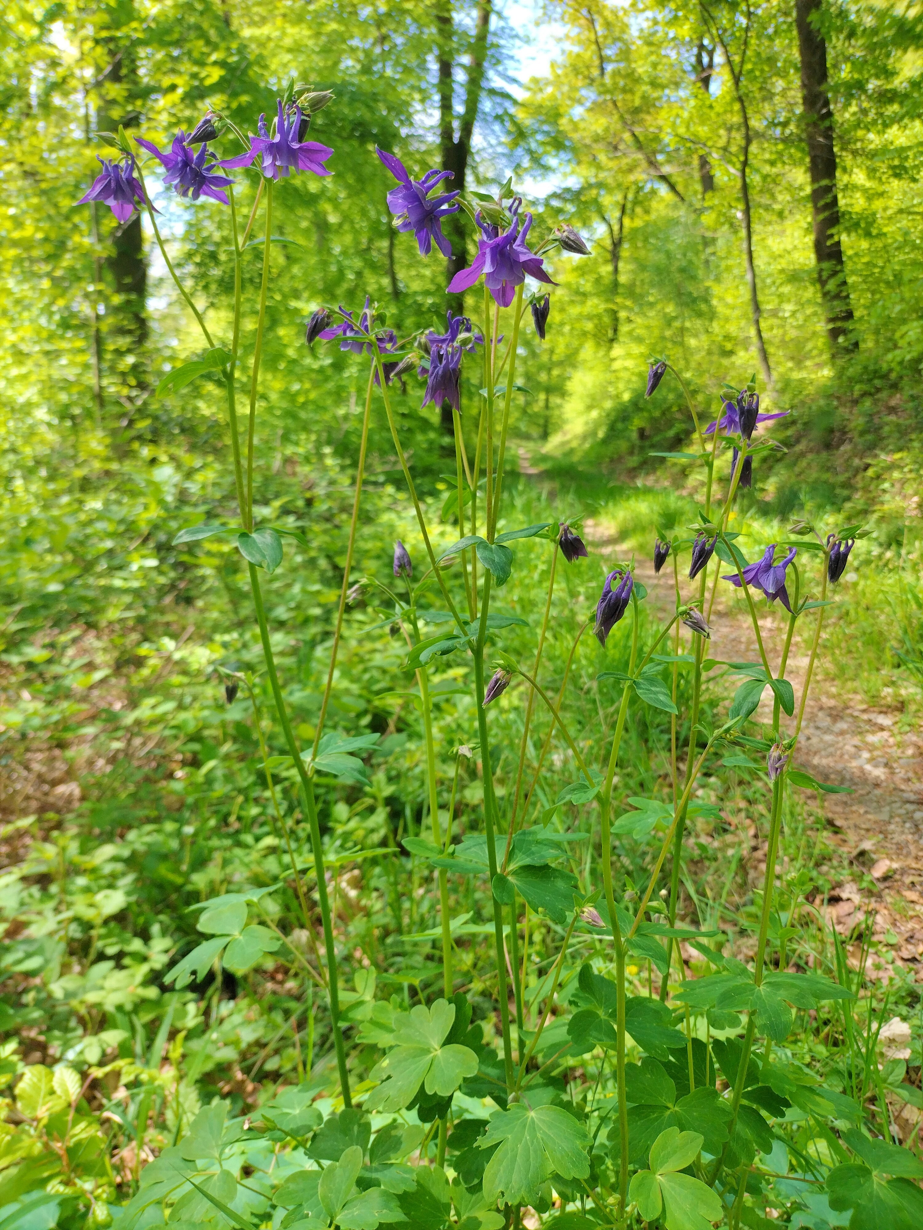 Fünf Tauben im Kreis