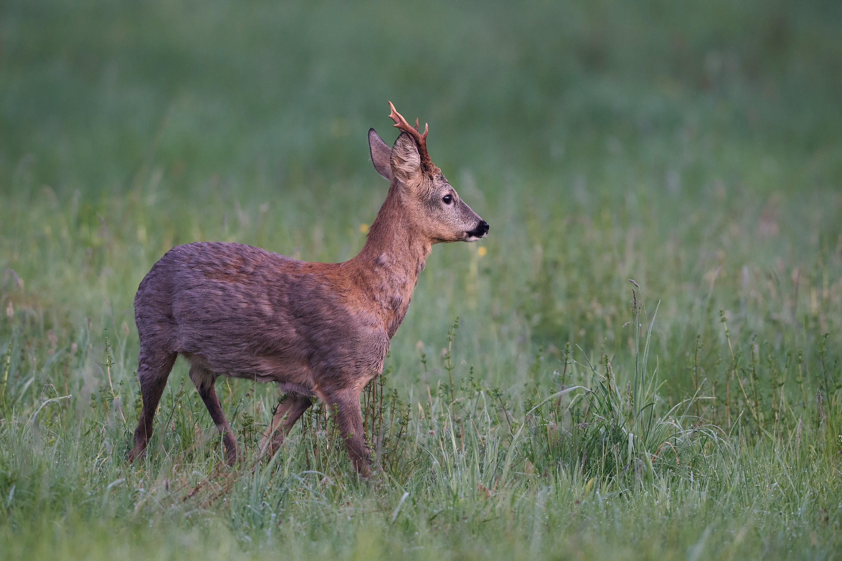 Maibock