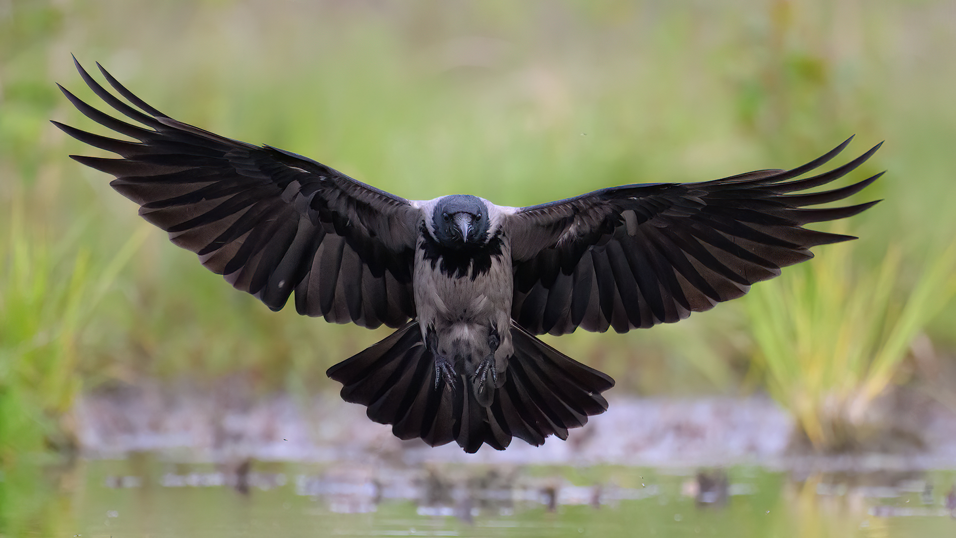 Frontalanflug