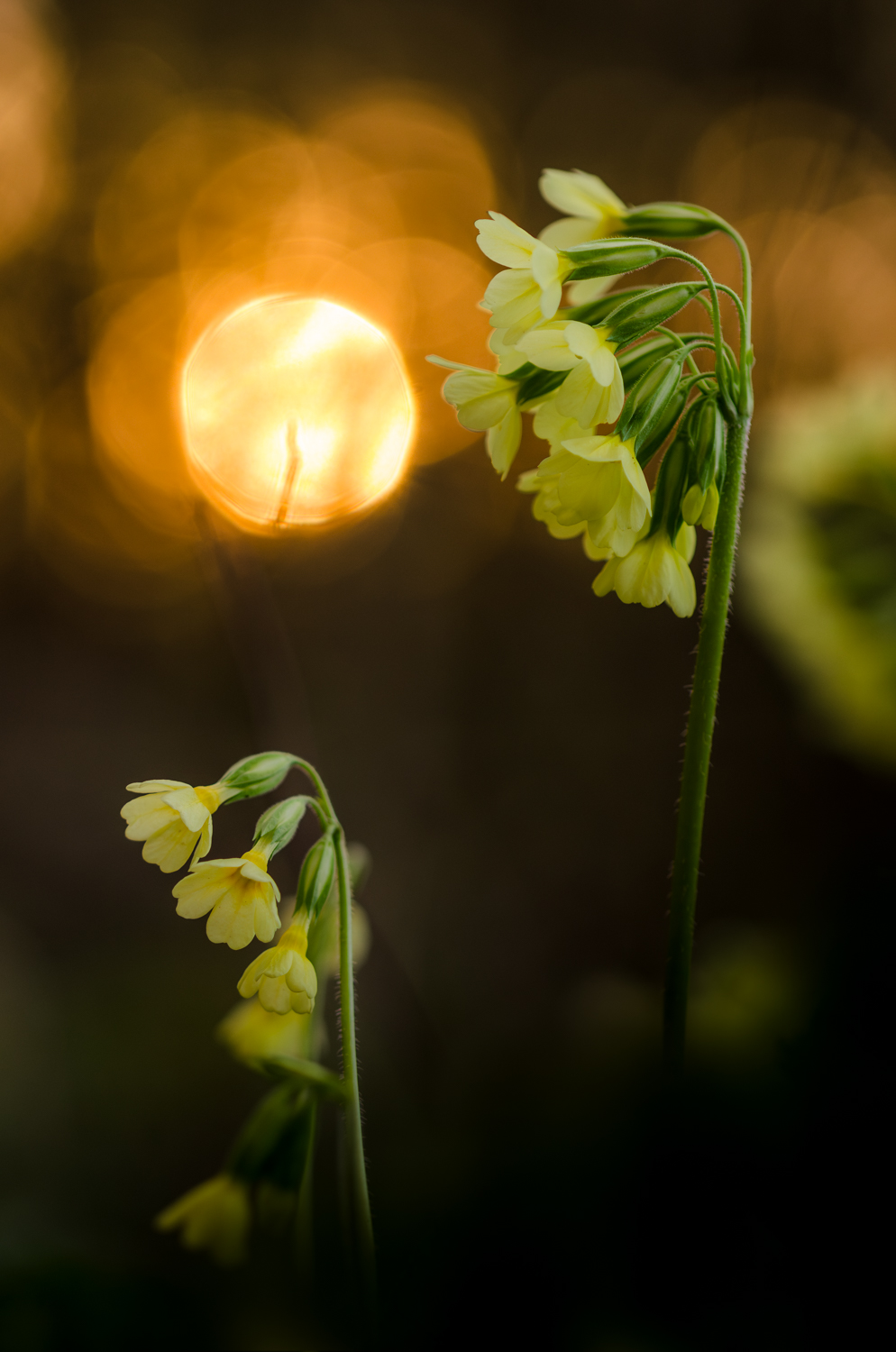 Golden flower