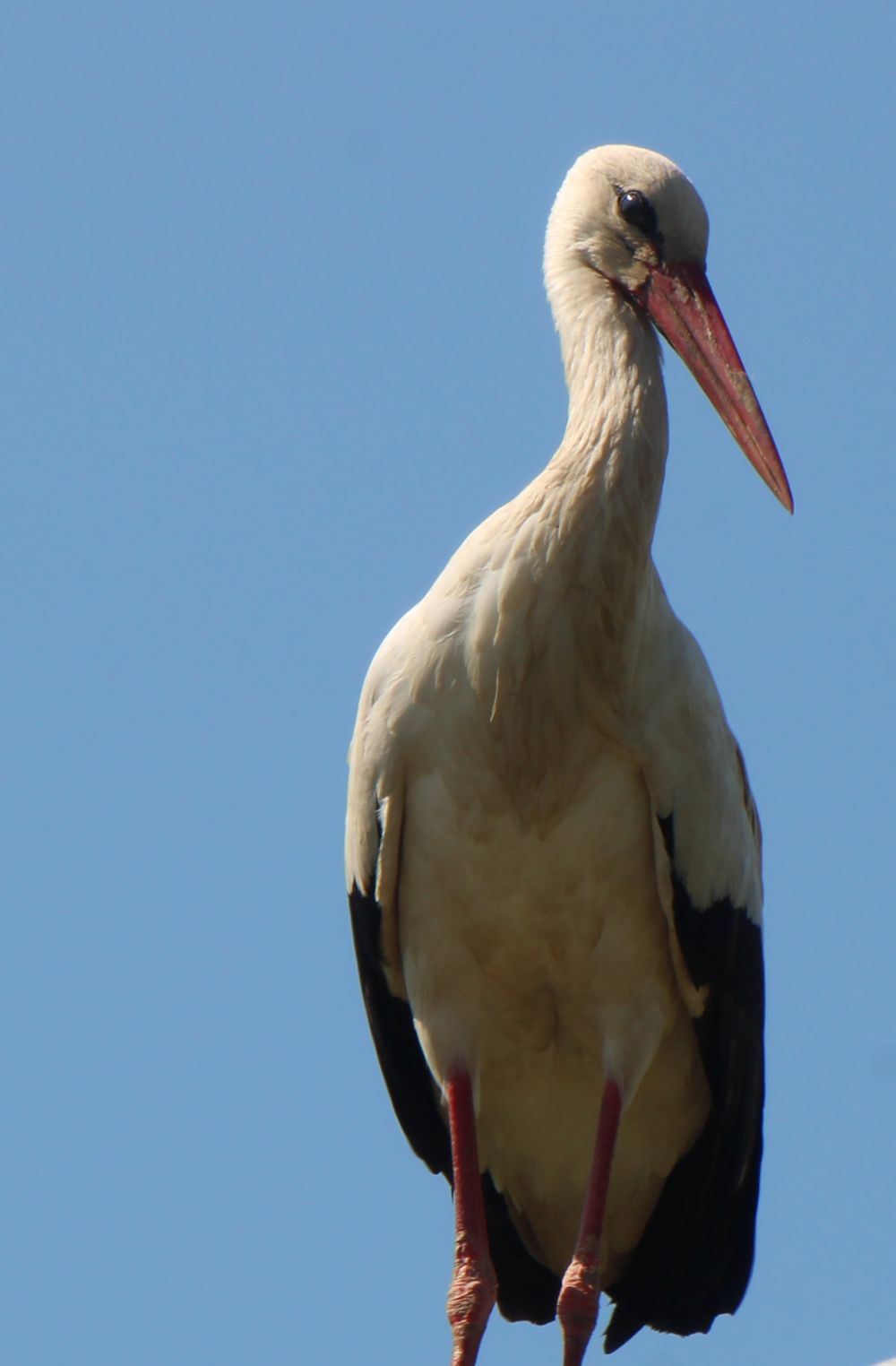 Storch