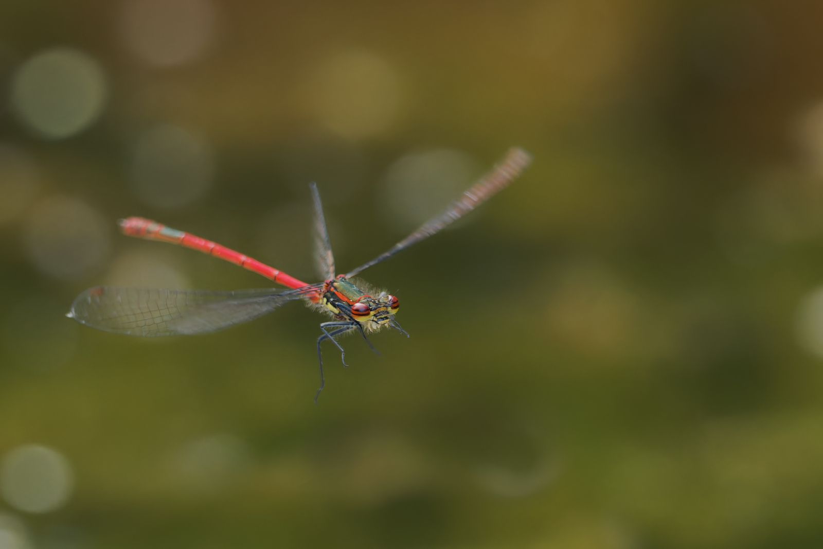 frühe Adonislibelle beim Bremsen