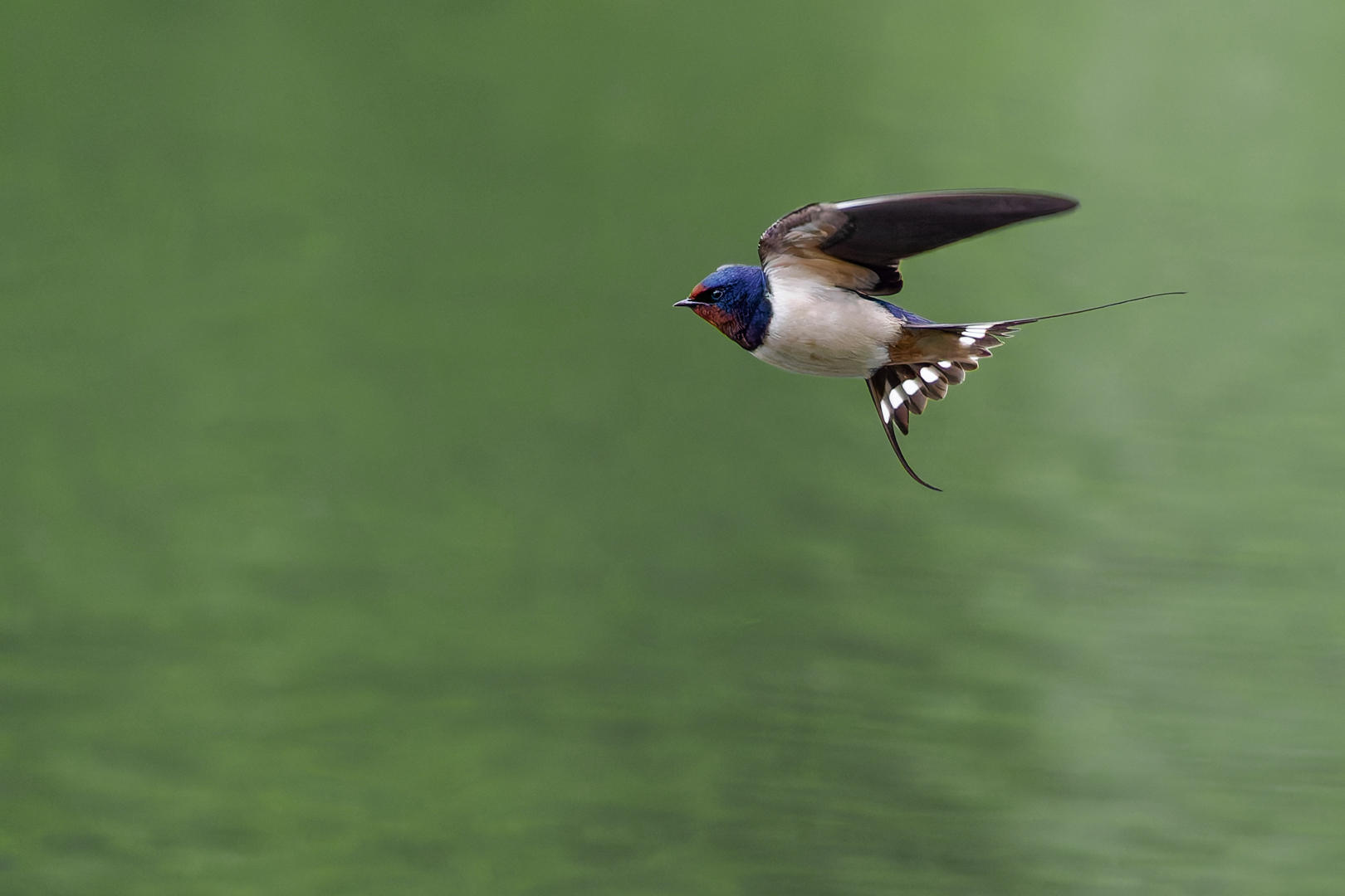 Rauchschwalbe (Hirundo rustica)
