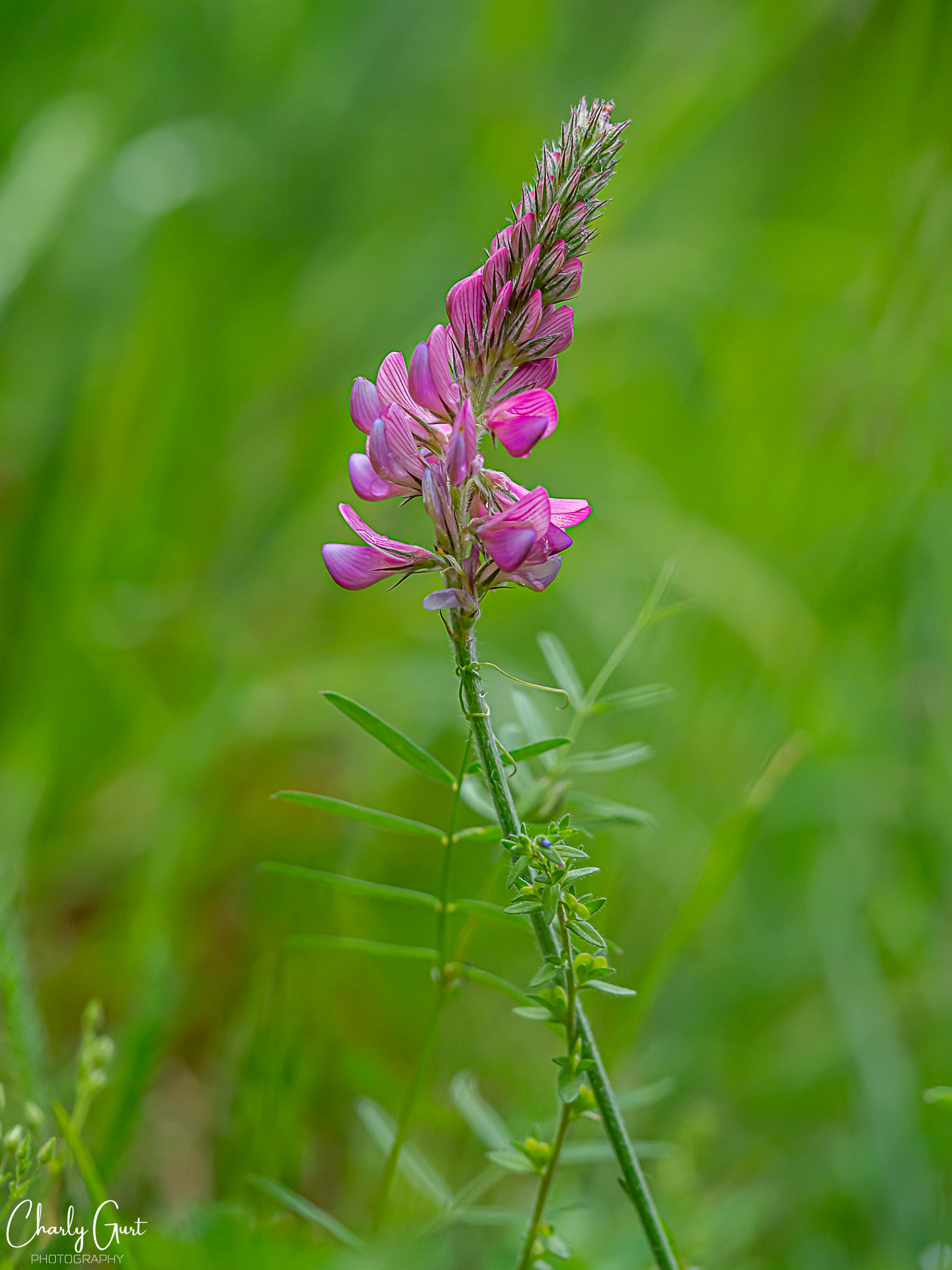 Esparsette - Onobrychis viciifolia