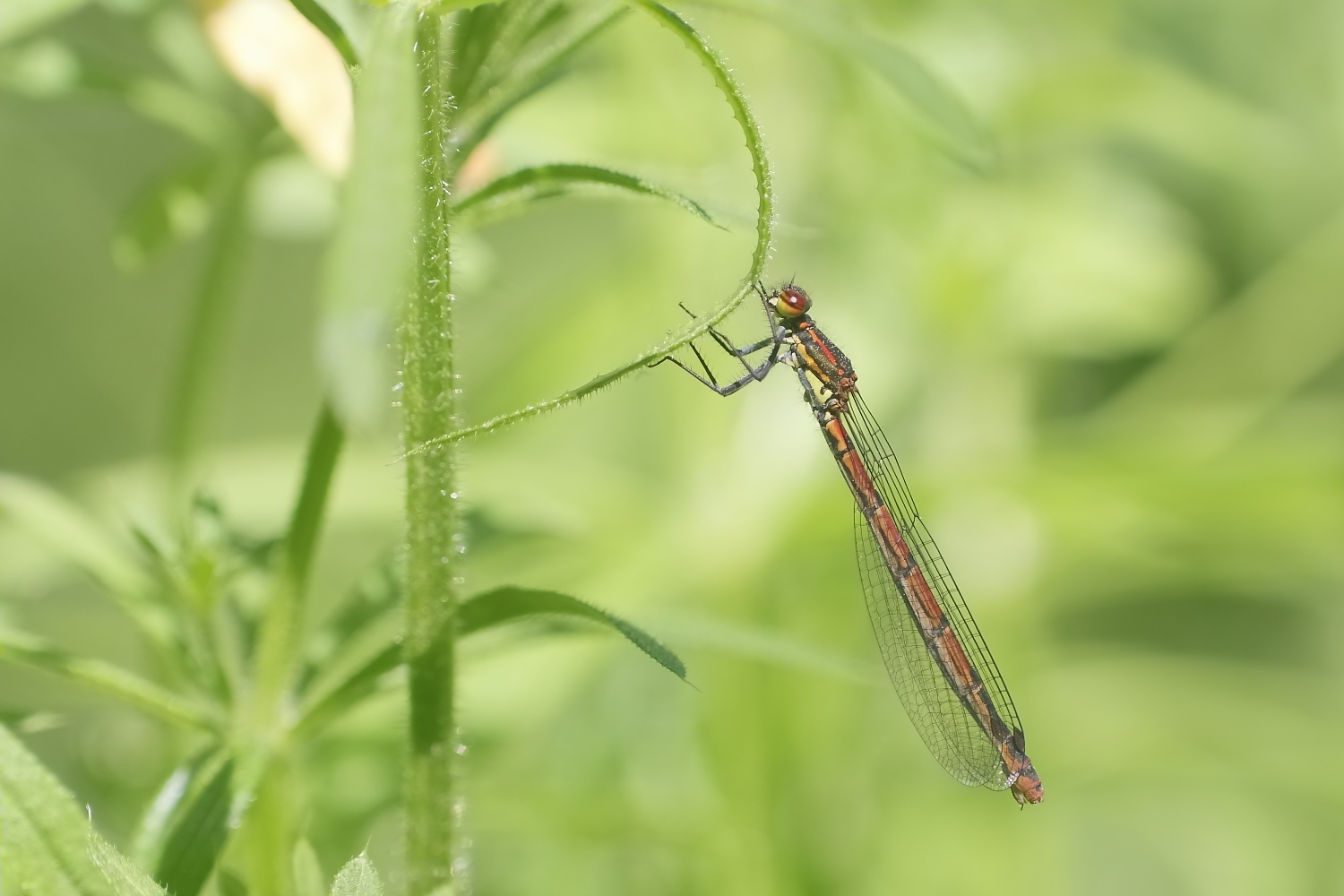 Frühe Adonislibelle