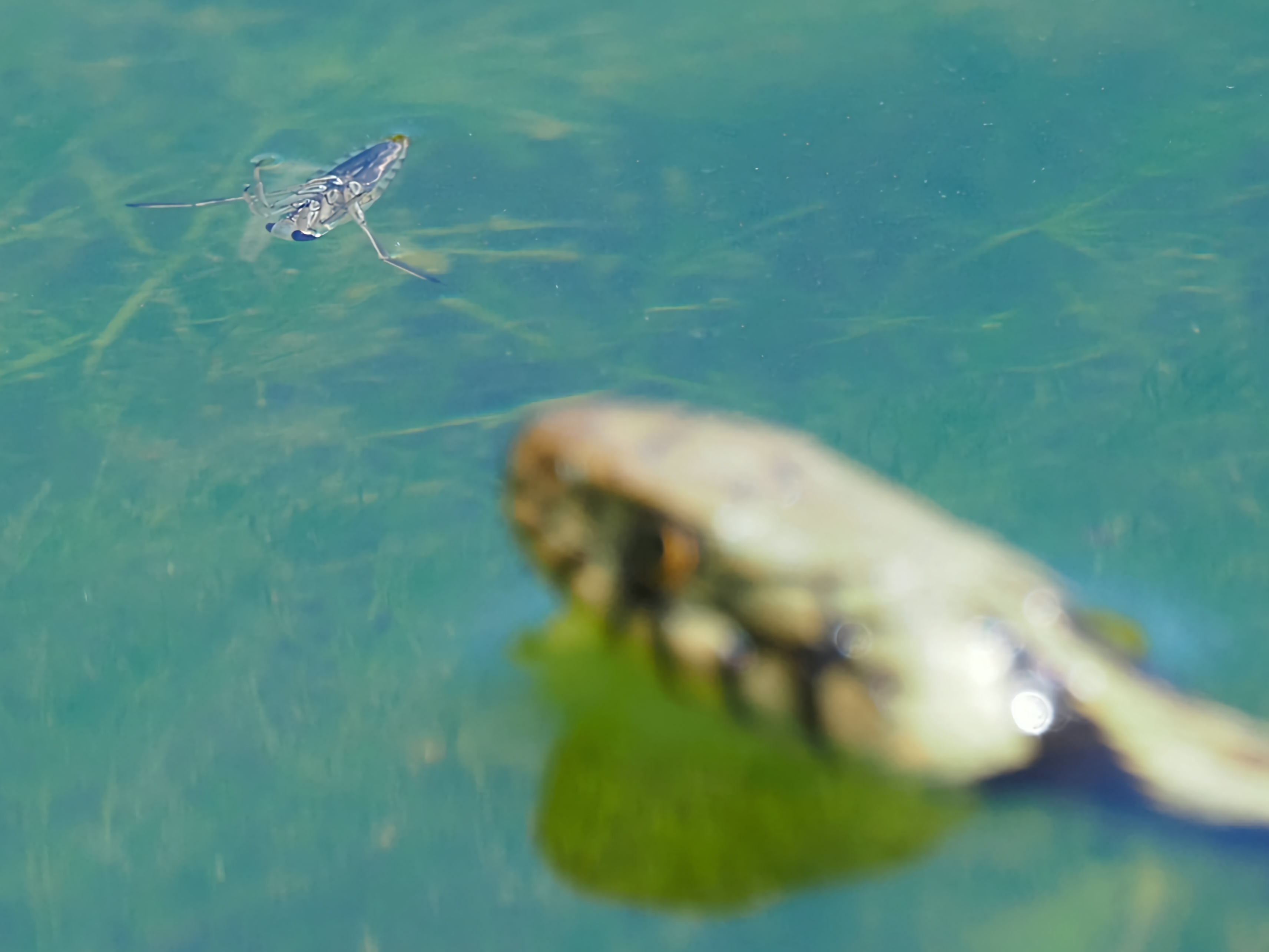 Rückenschwimmer gib fein Acht