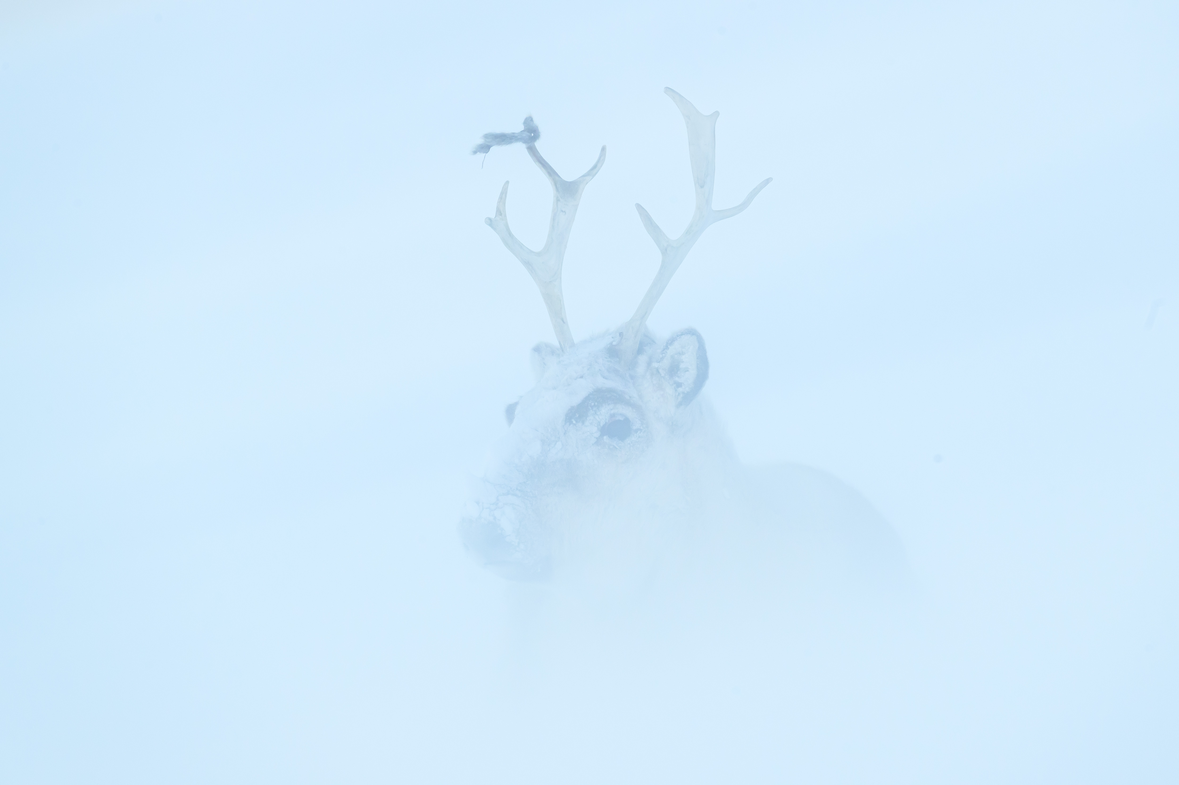 Svalbard-Rentier im Schneetreiben