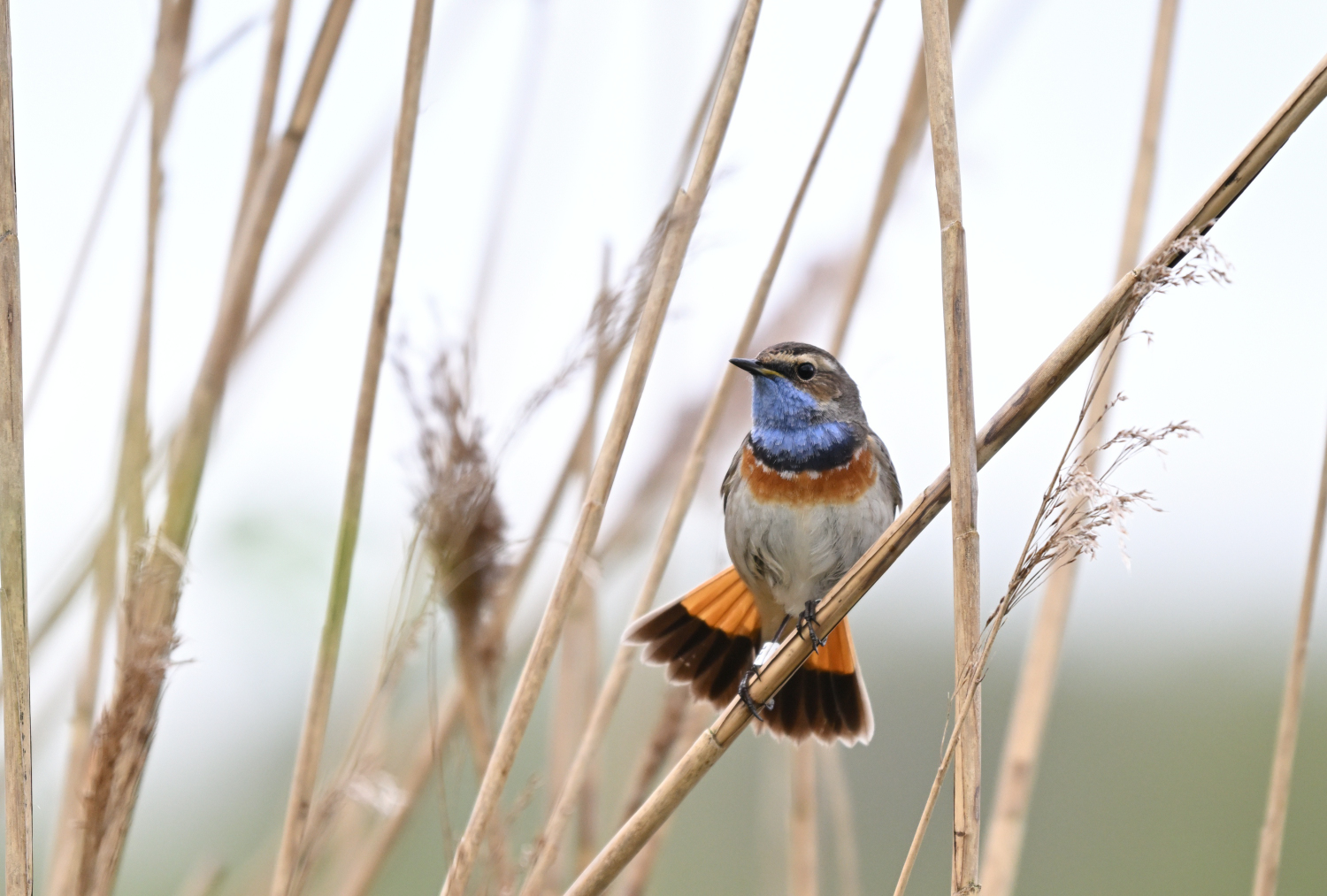 Beringtes Blaukehlchen