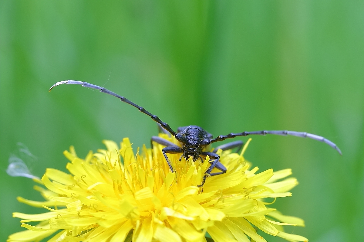 Der Kleine