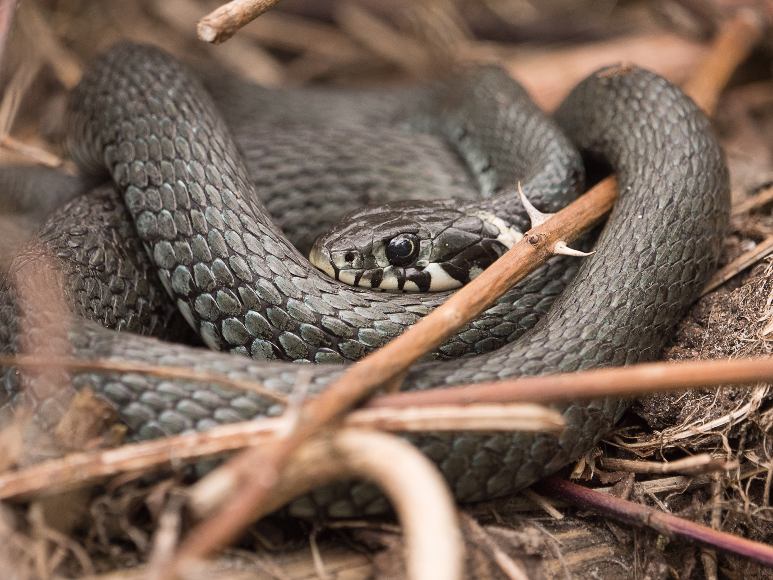 Mittagssnake