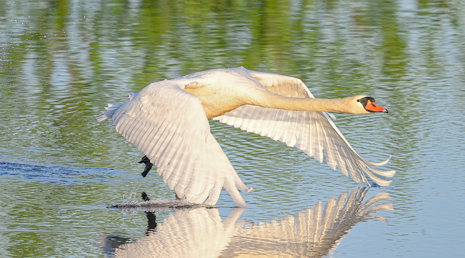 Höckerschwan